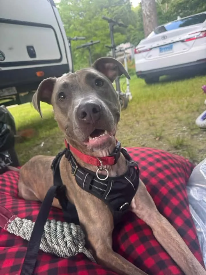 Happy Hank Hits the Trails