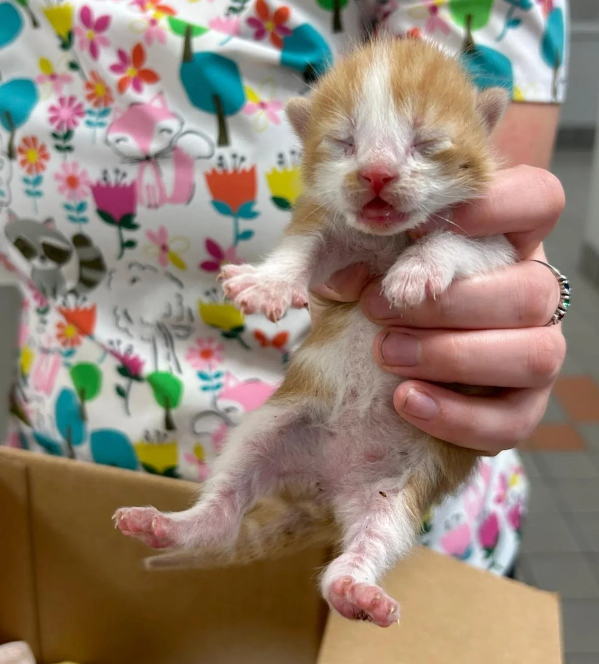 101 adoptions. 162 spays &amp; neuters. 29 cats and kittens in one day