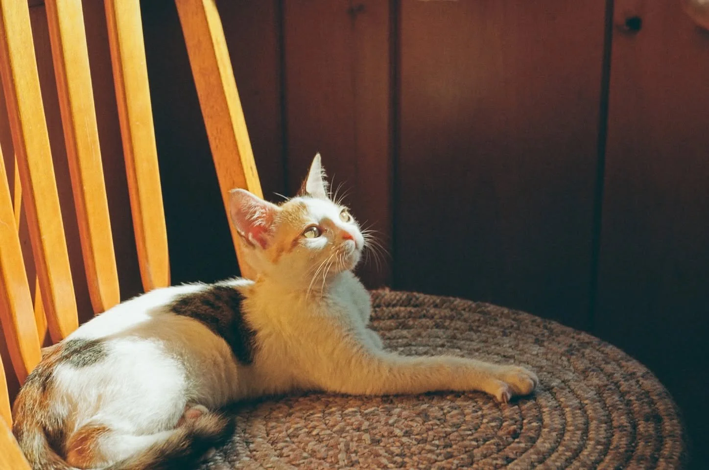 Lost Cat - Hindsdale, NH