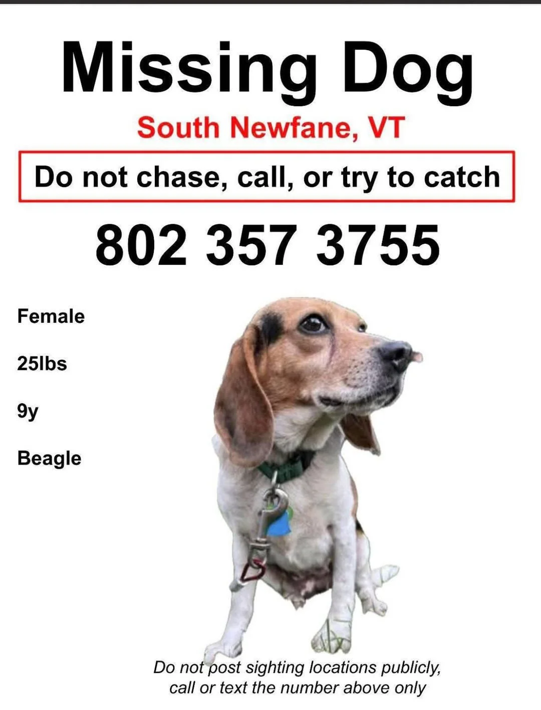 Missing Beagle - South Newfane