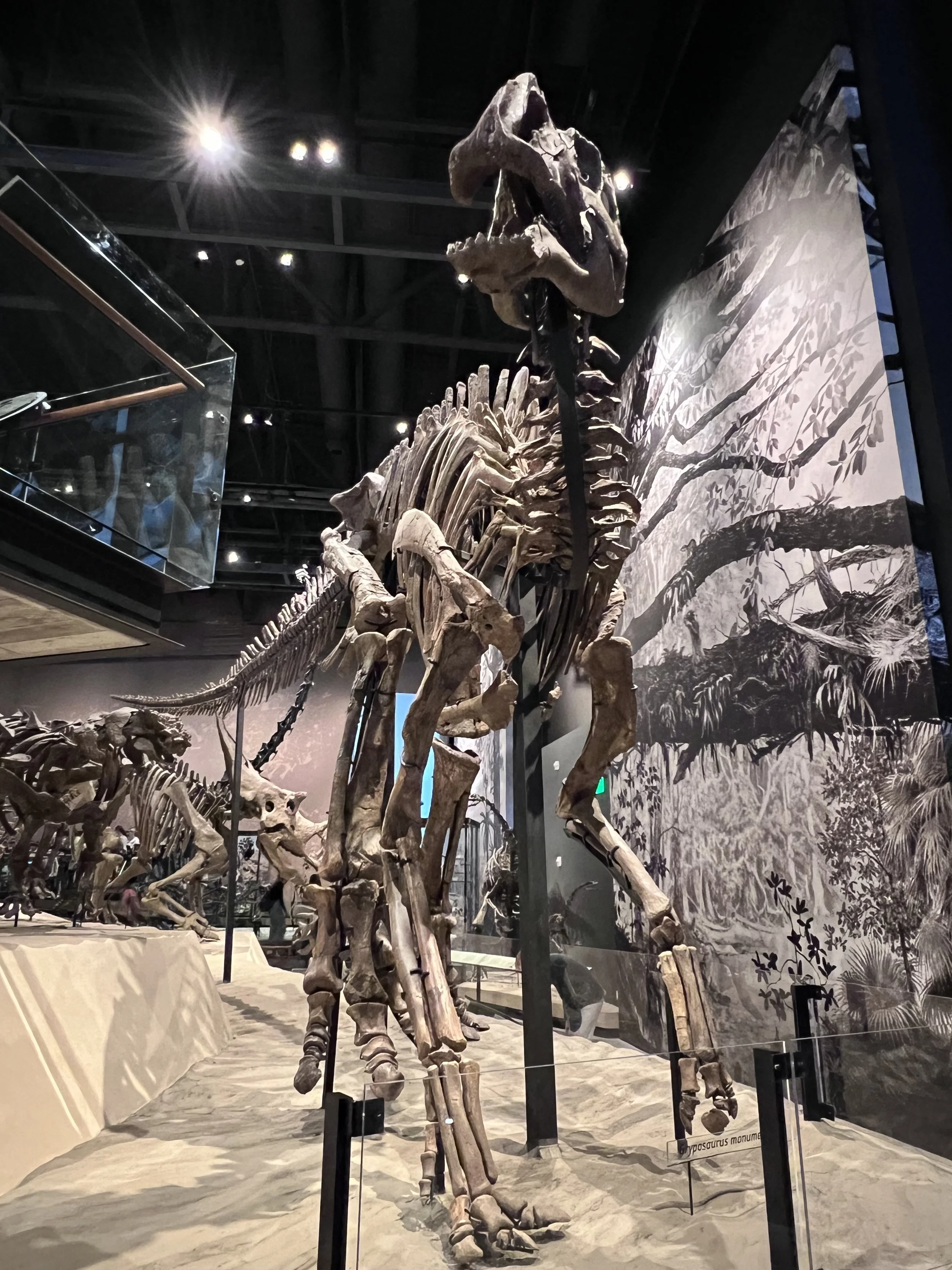 IMG_5980.jpeg