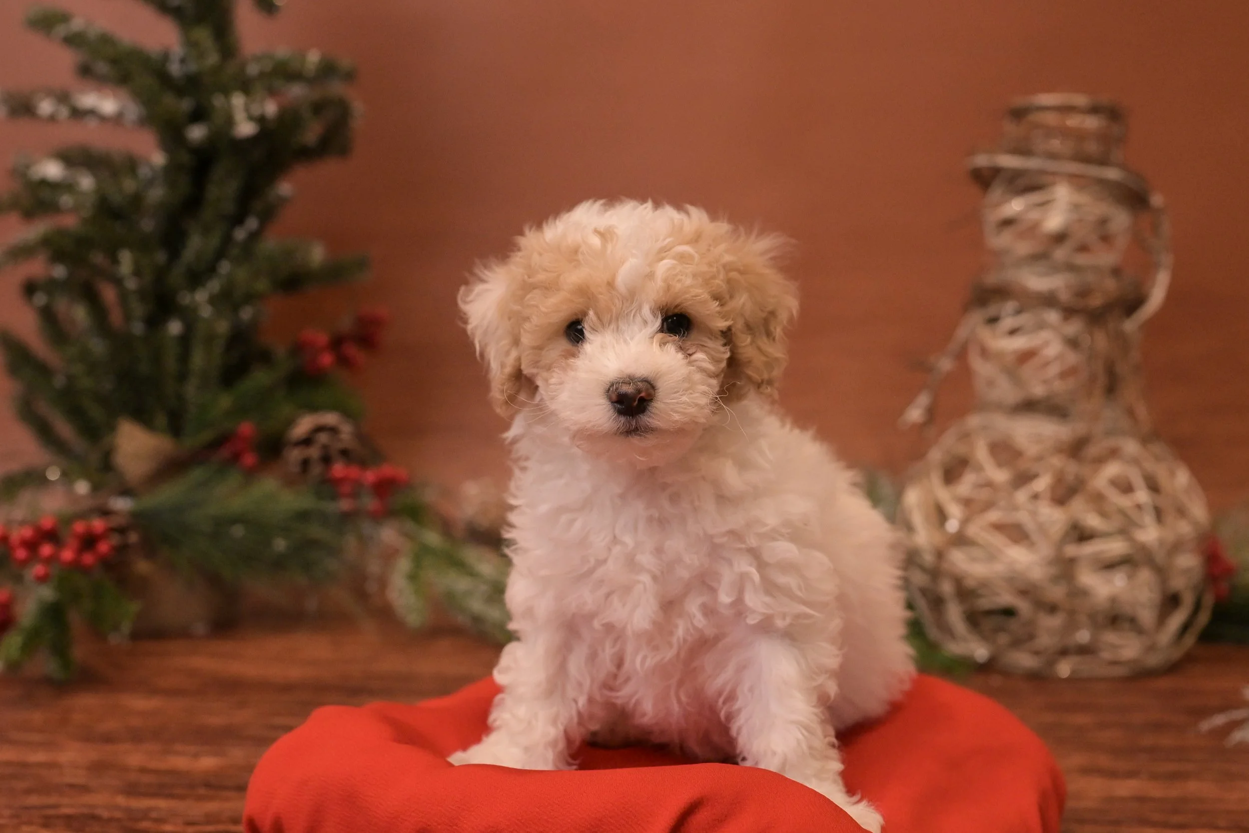 Cal: Male: $2600
