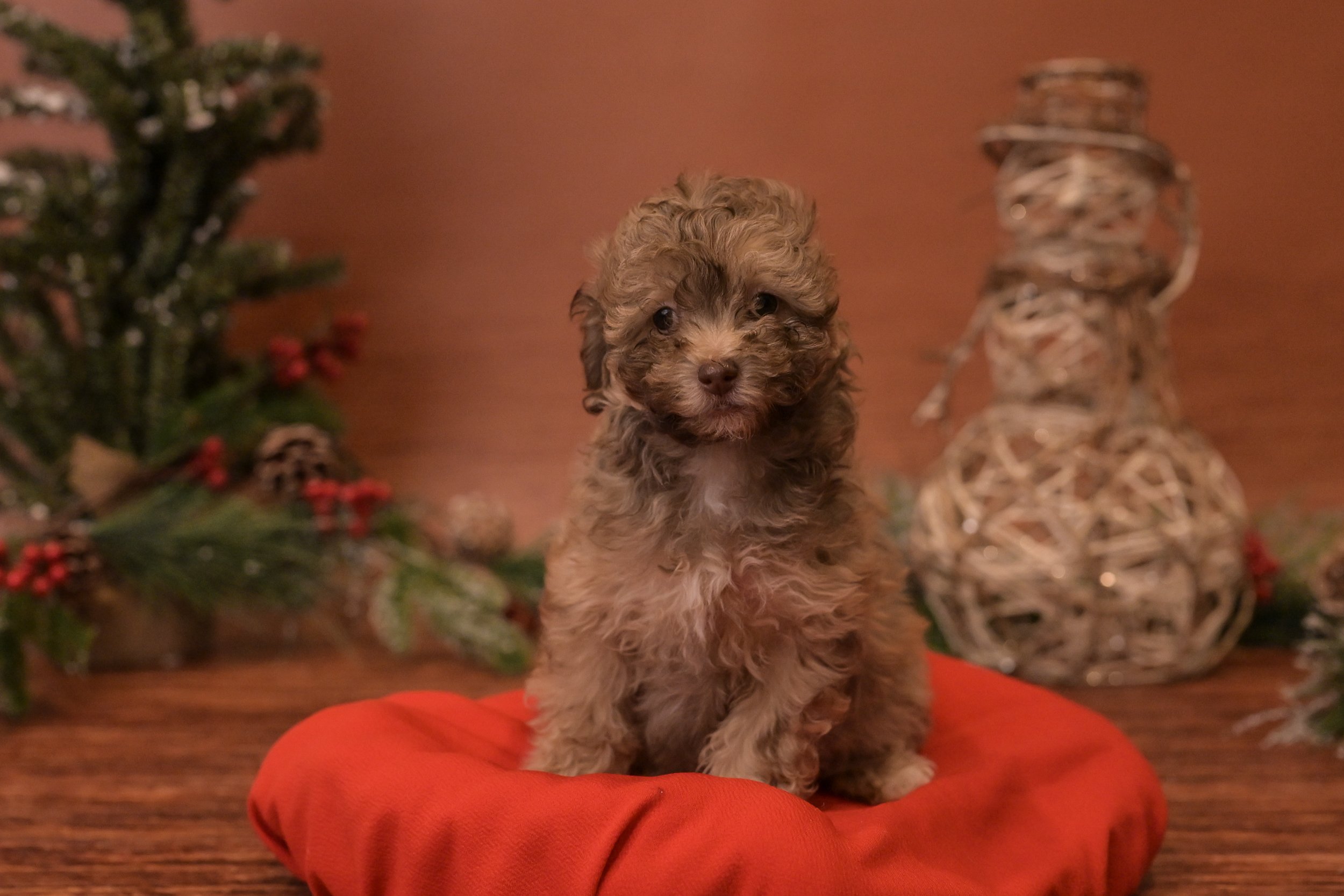 Mookie: Female: SOLD