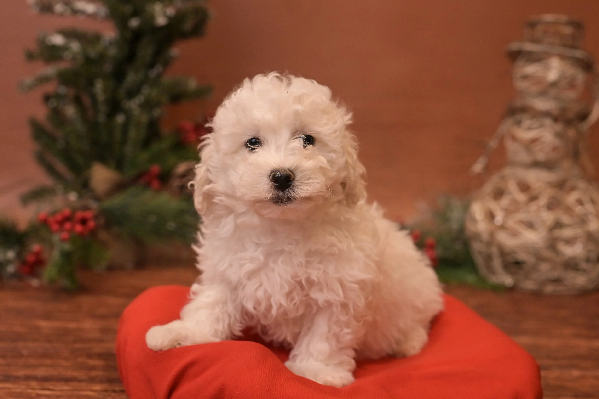 Oh: Male: $2600