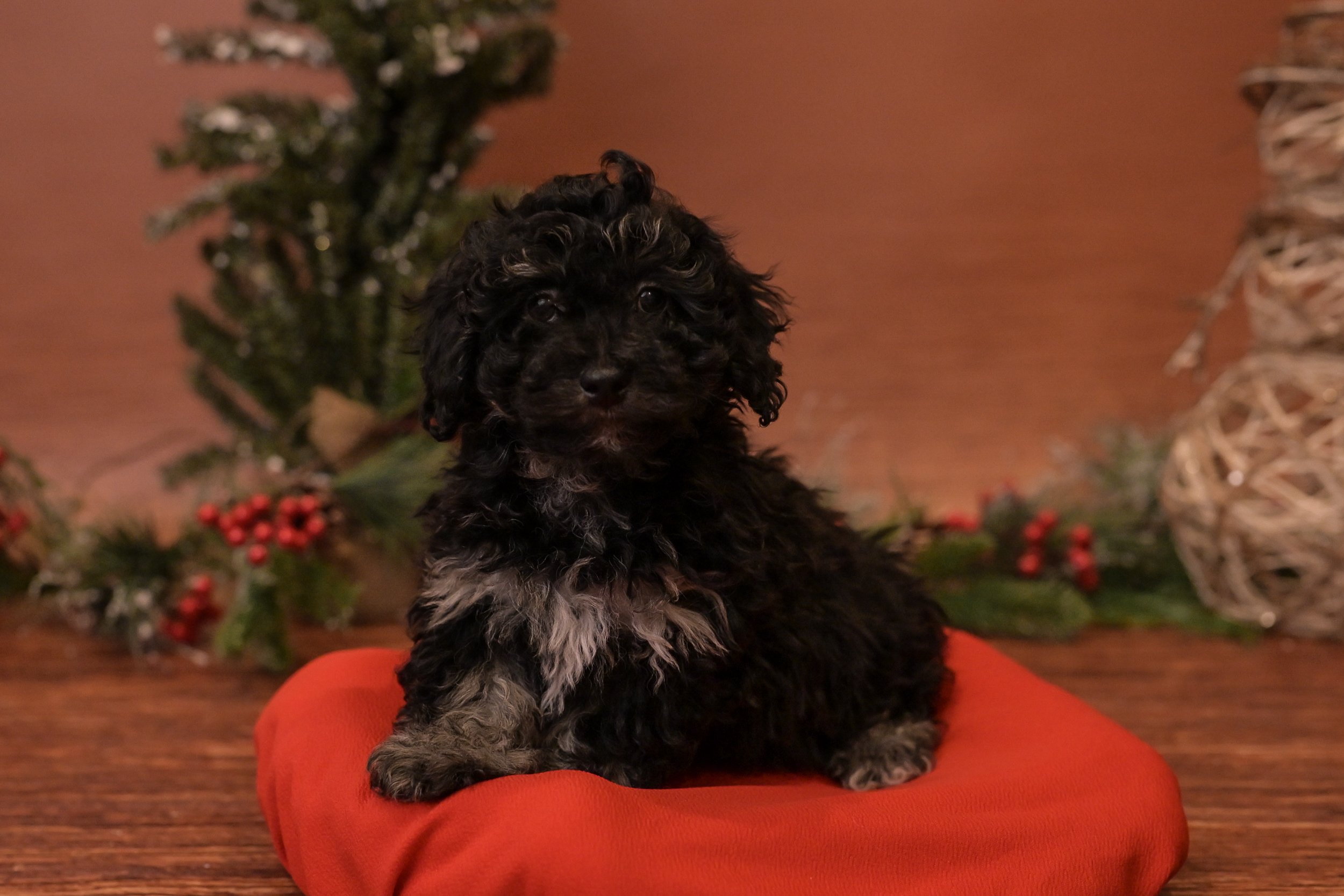 Chap: Male: $2600