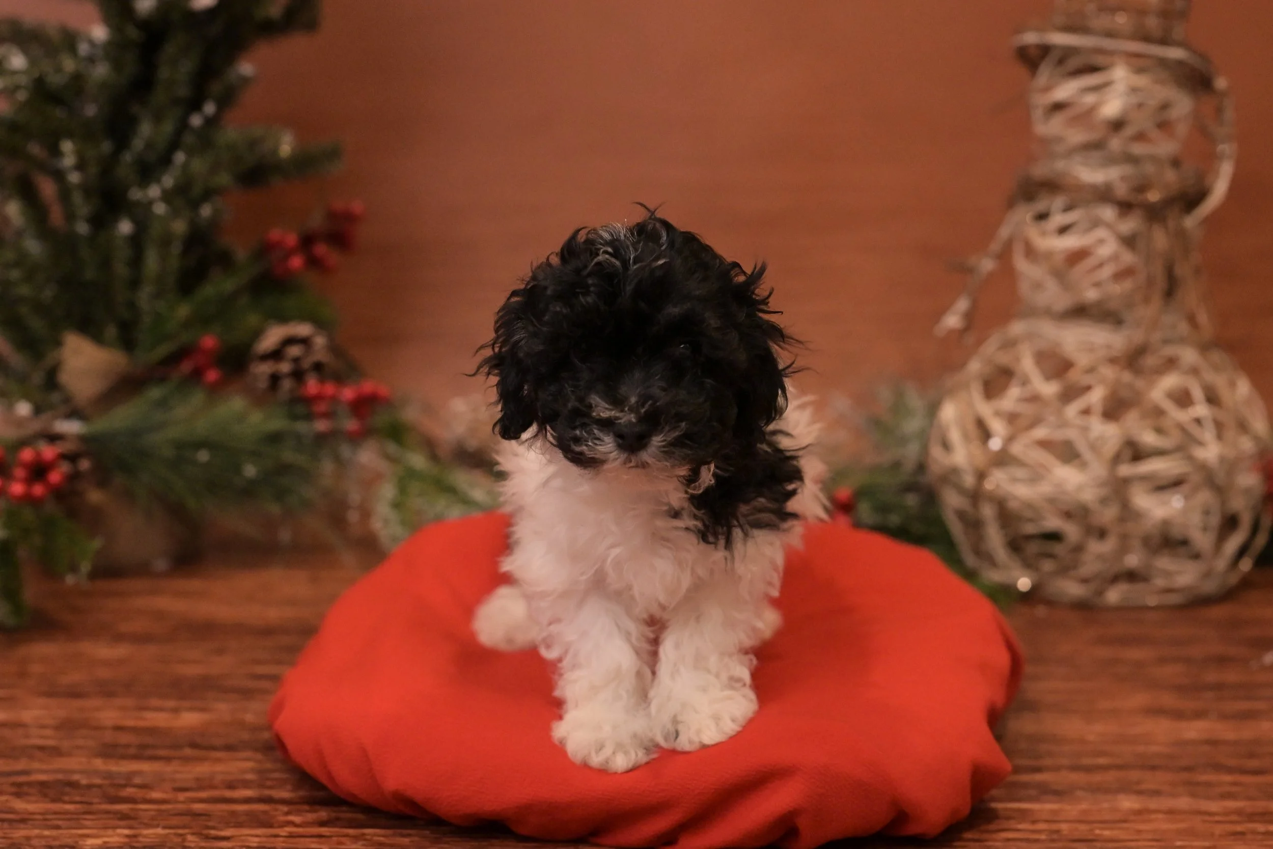 Maxine: Female: $2600