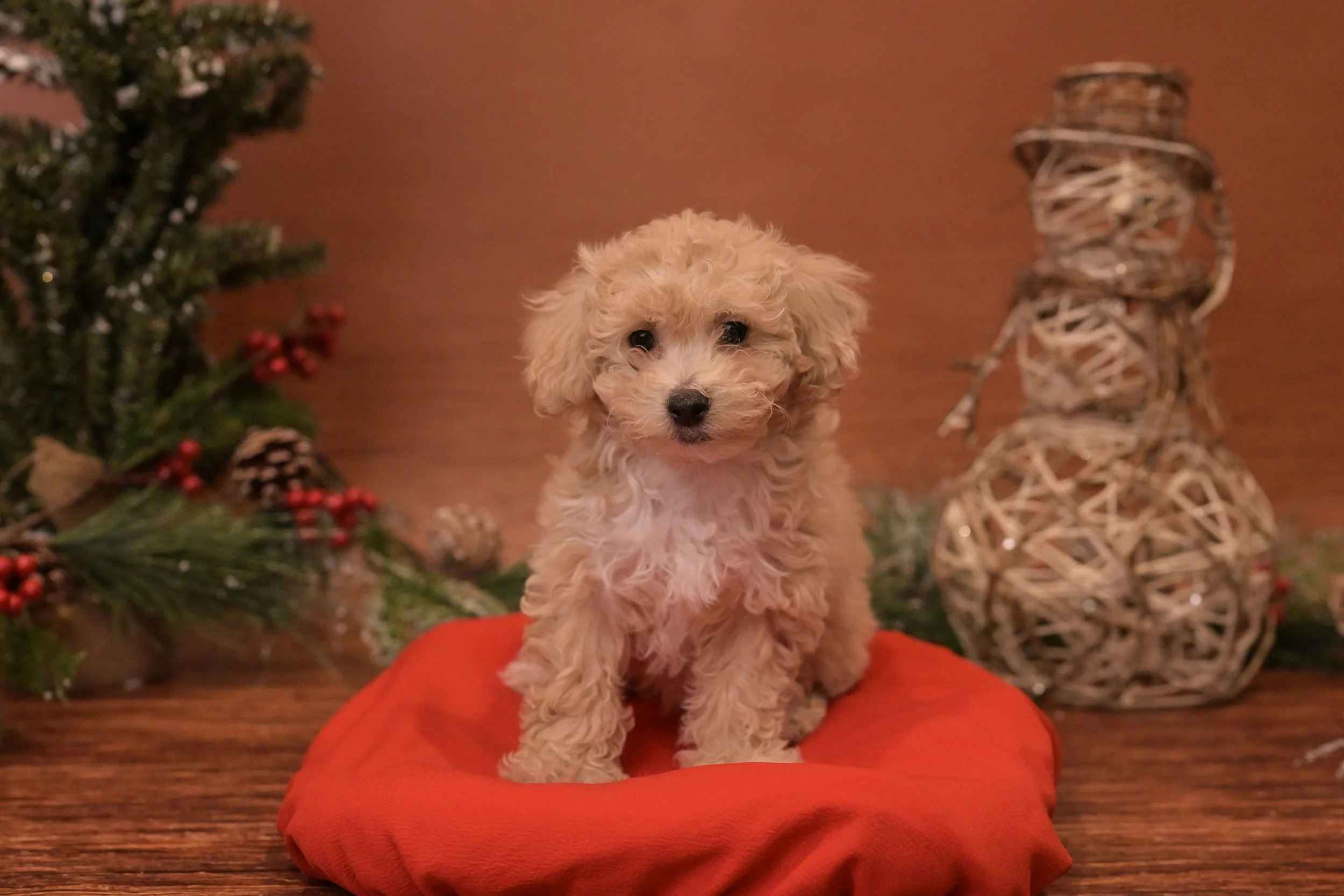 Jazzmine: Female: SOLD