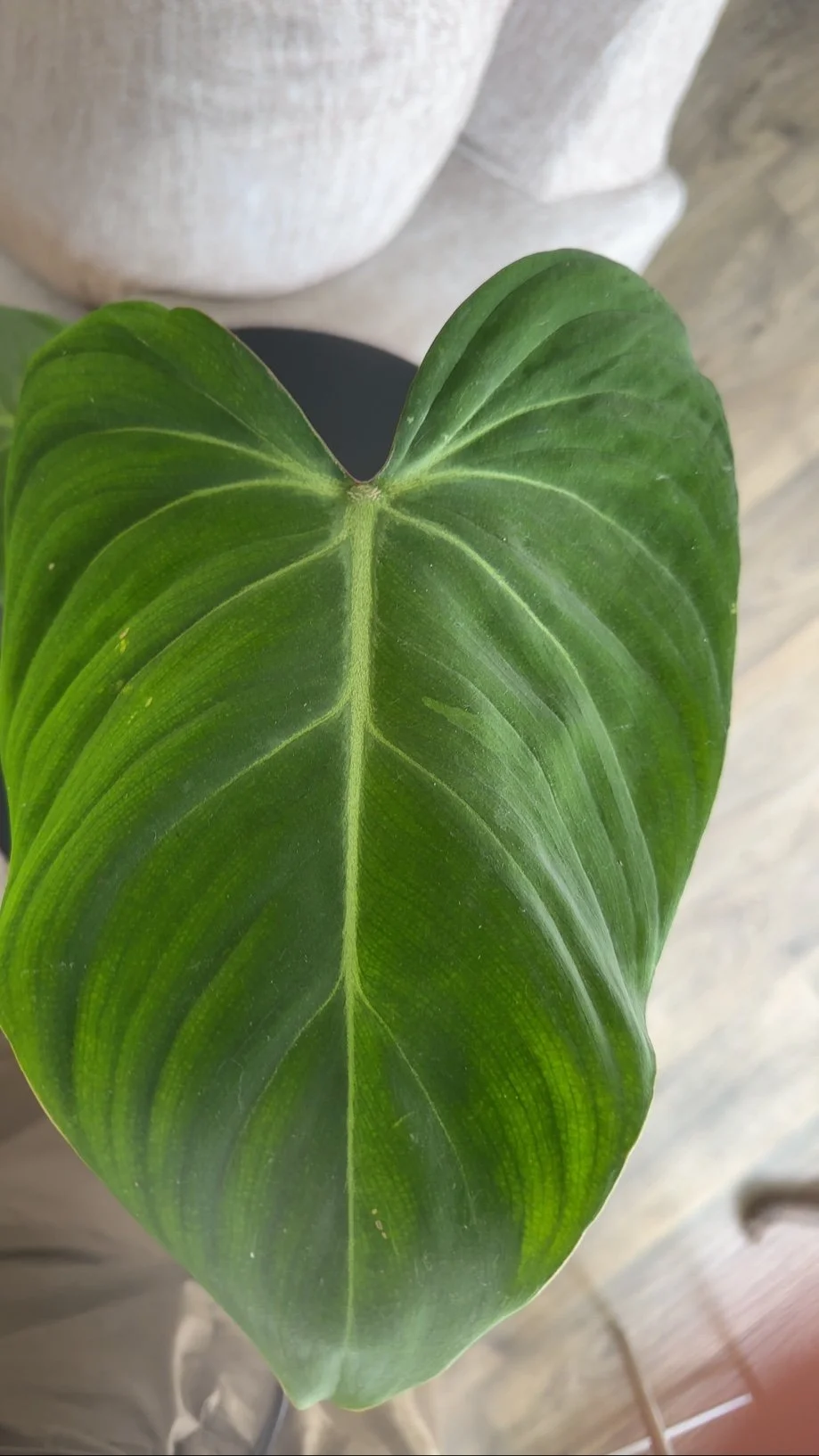 Gloriosum-Bliss Core II at Curam, ColumbaMD