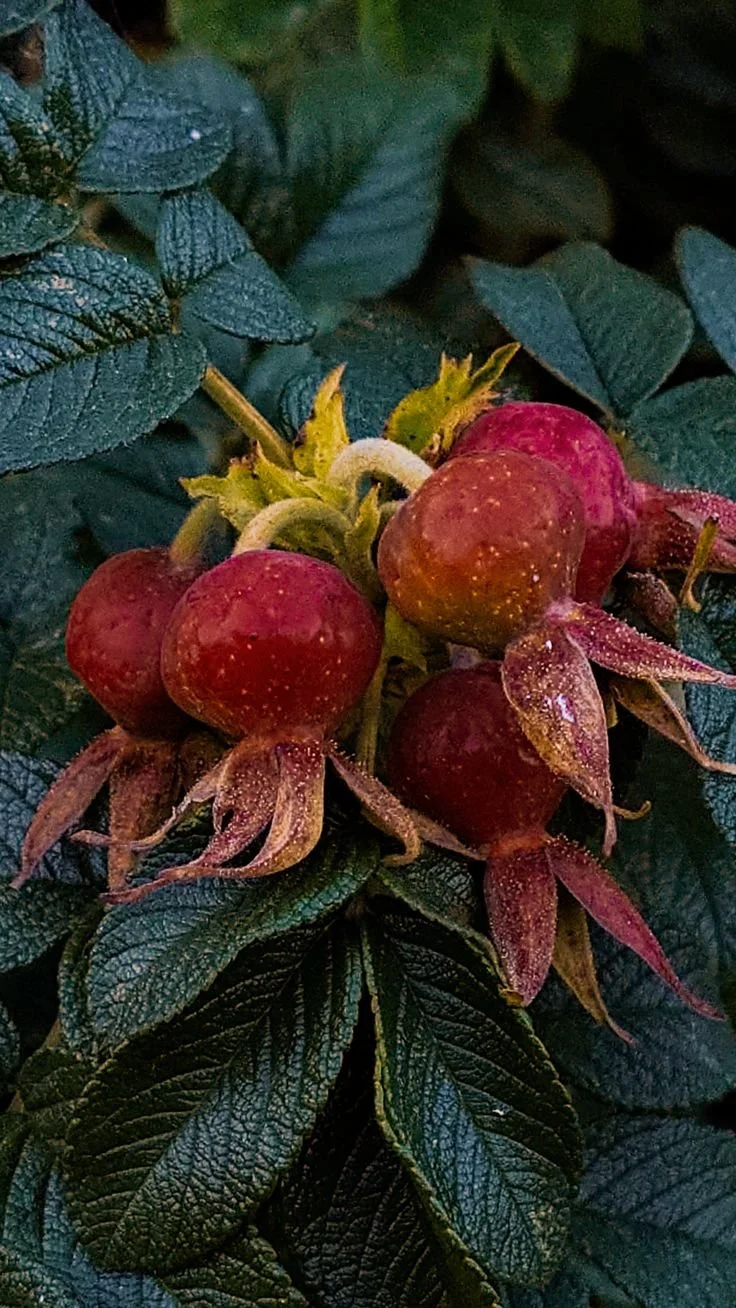 Dry/Sensitive Skin Kit