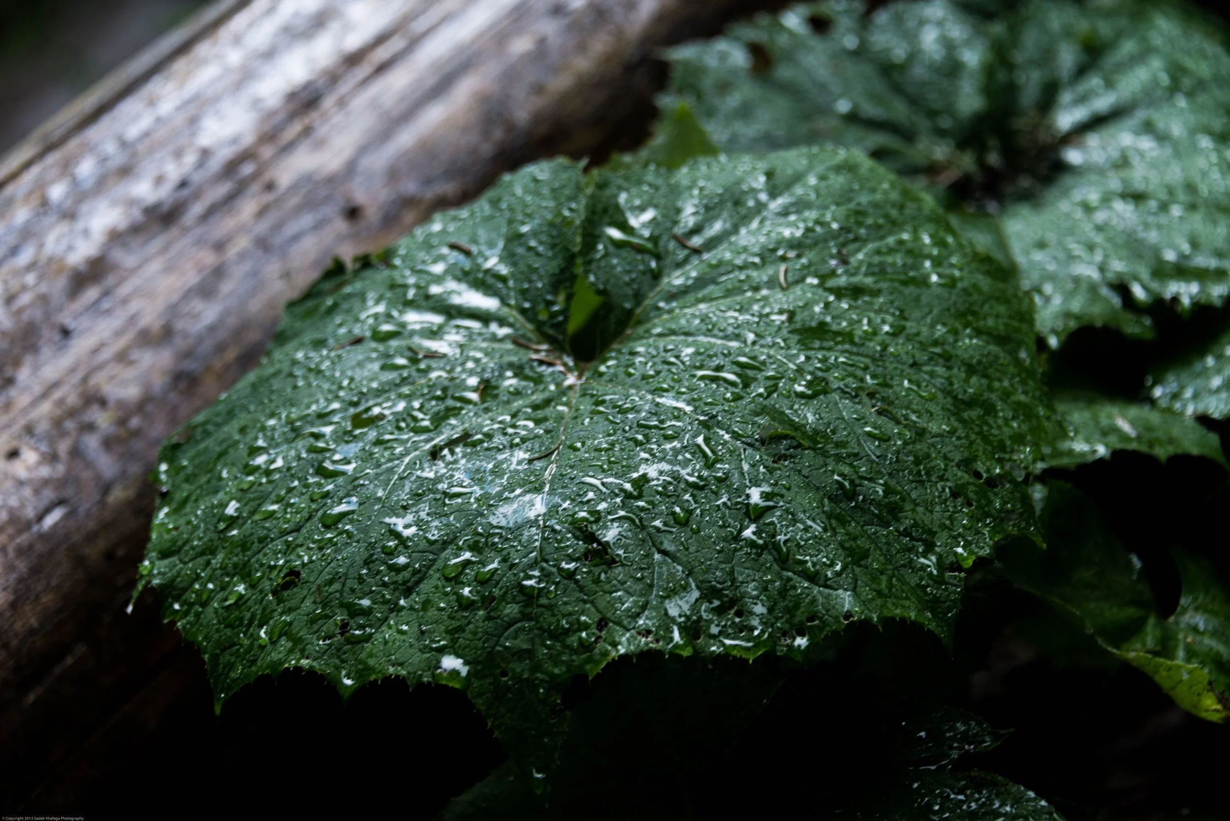 DSC_4733.jpg