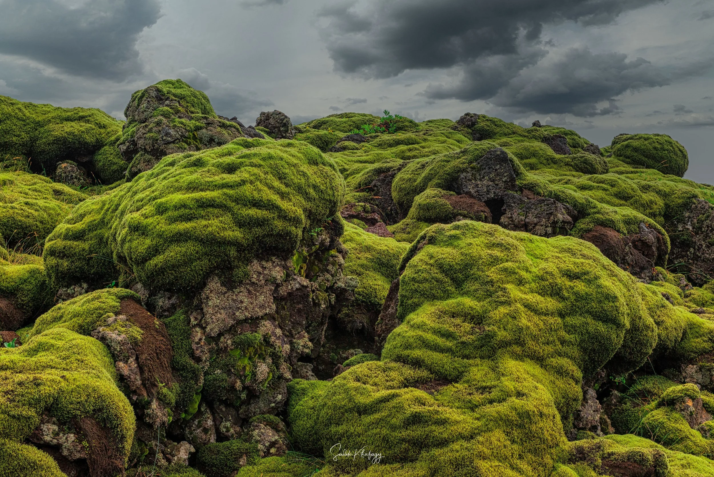 DSC_5929-Edit-Edit-Edit.jpg