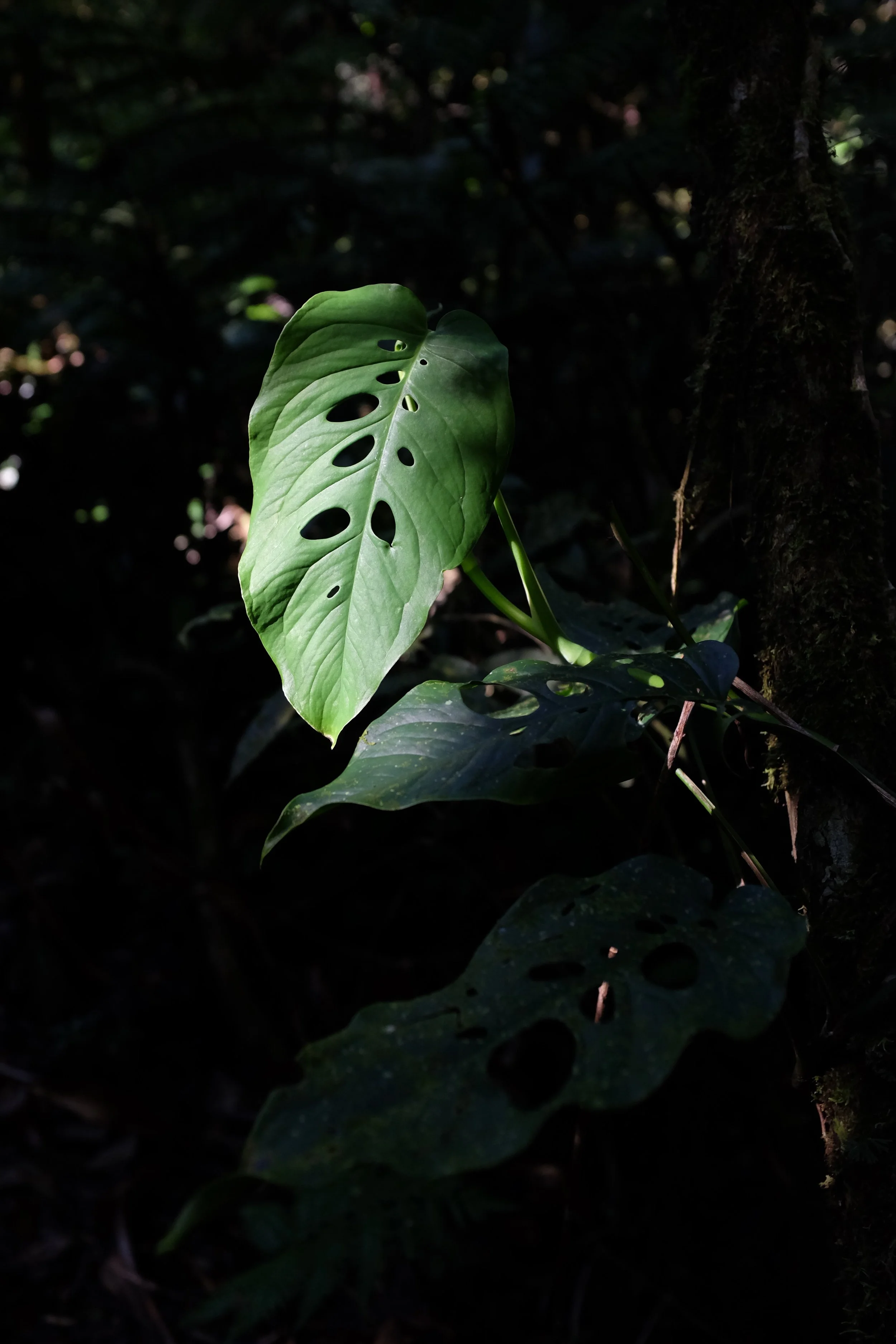 D5BE8E89-9E98-42B3-A7C1-C52B54293E1B.jpg