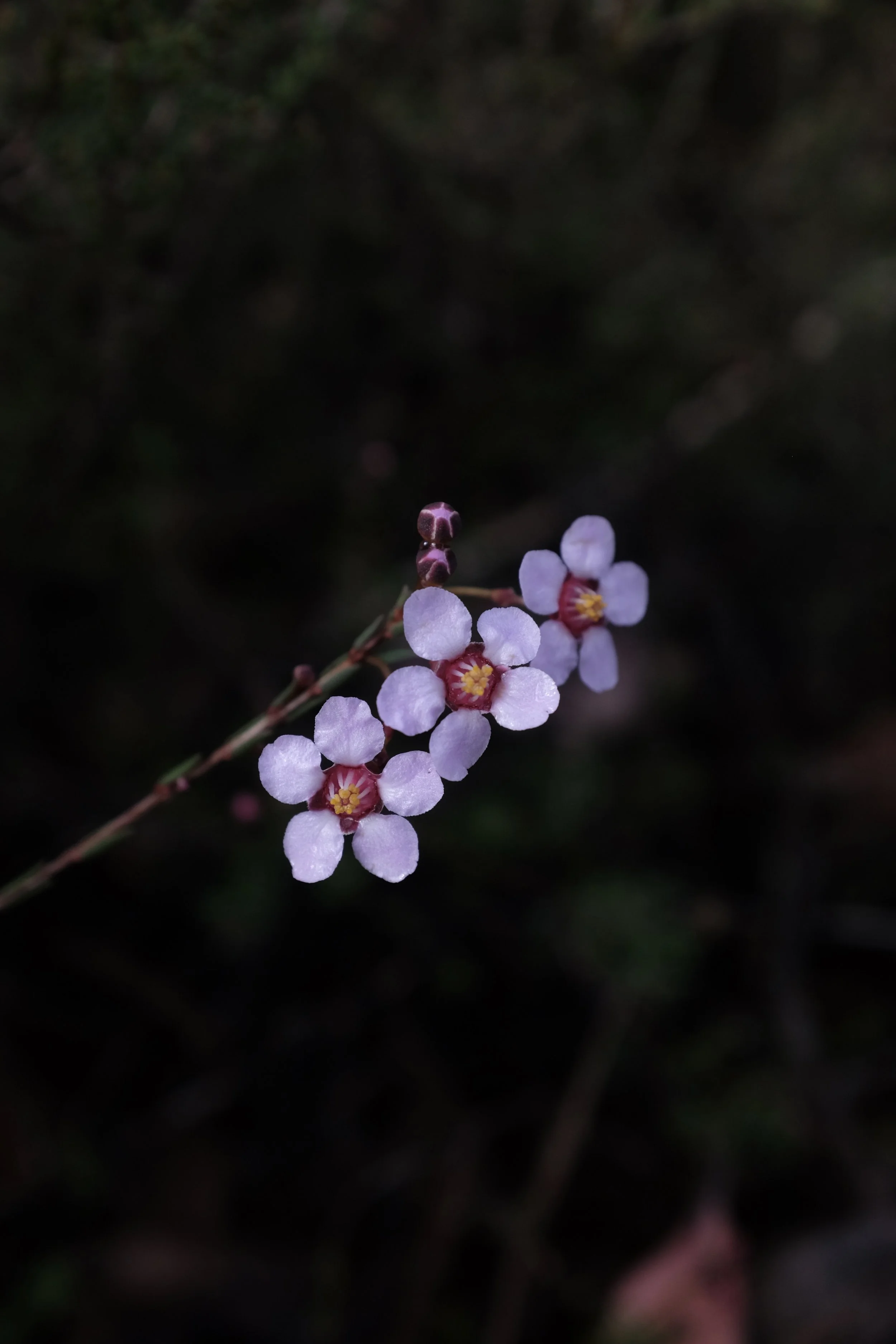 DSCF2419.JPG