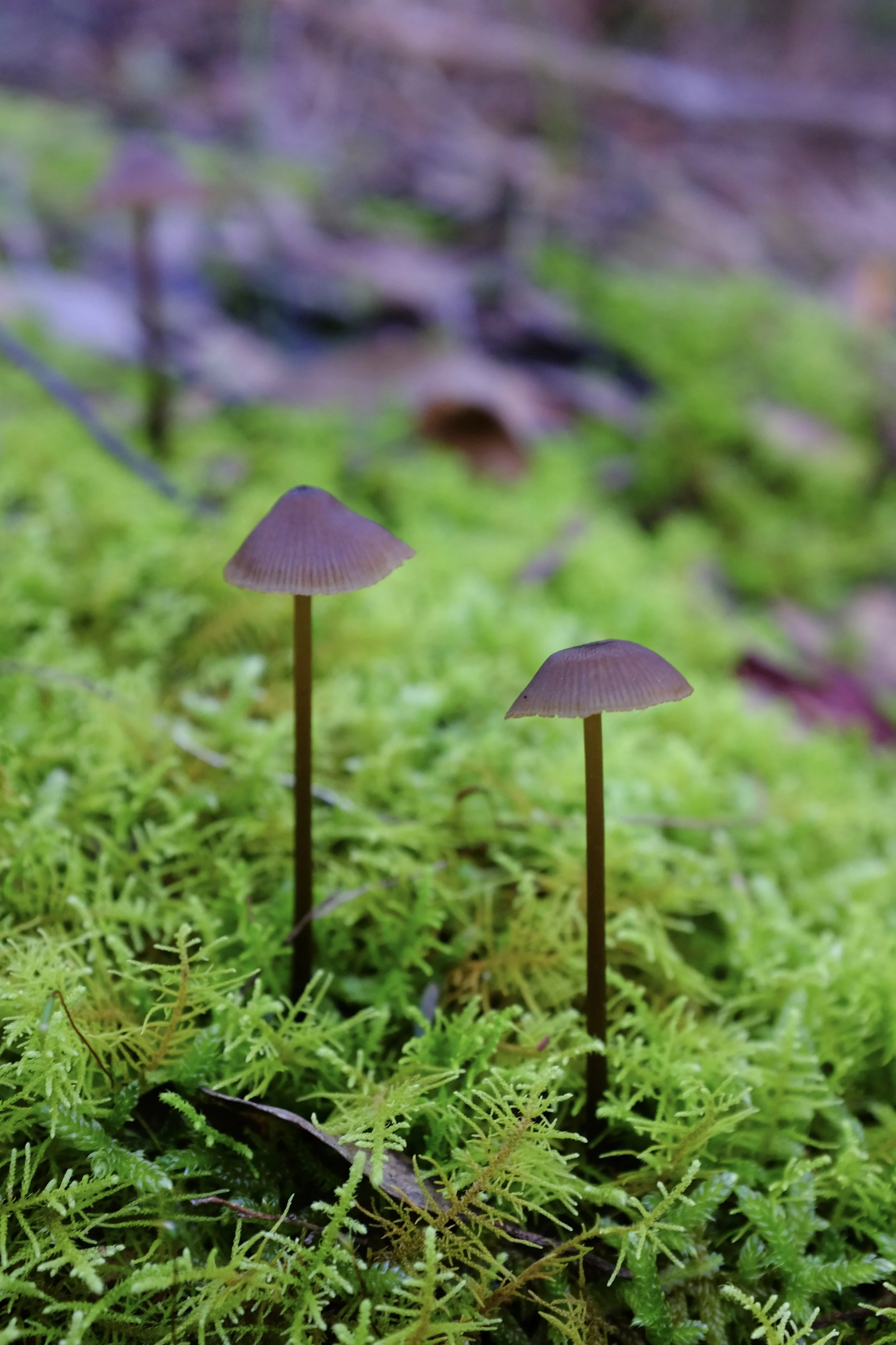 93555B5B-C95C-4A00-A566-C4F7B84A7130-32003-000013F69483EB02.jpg