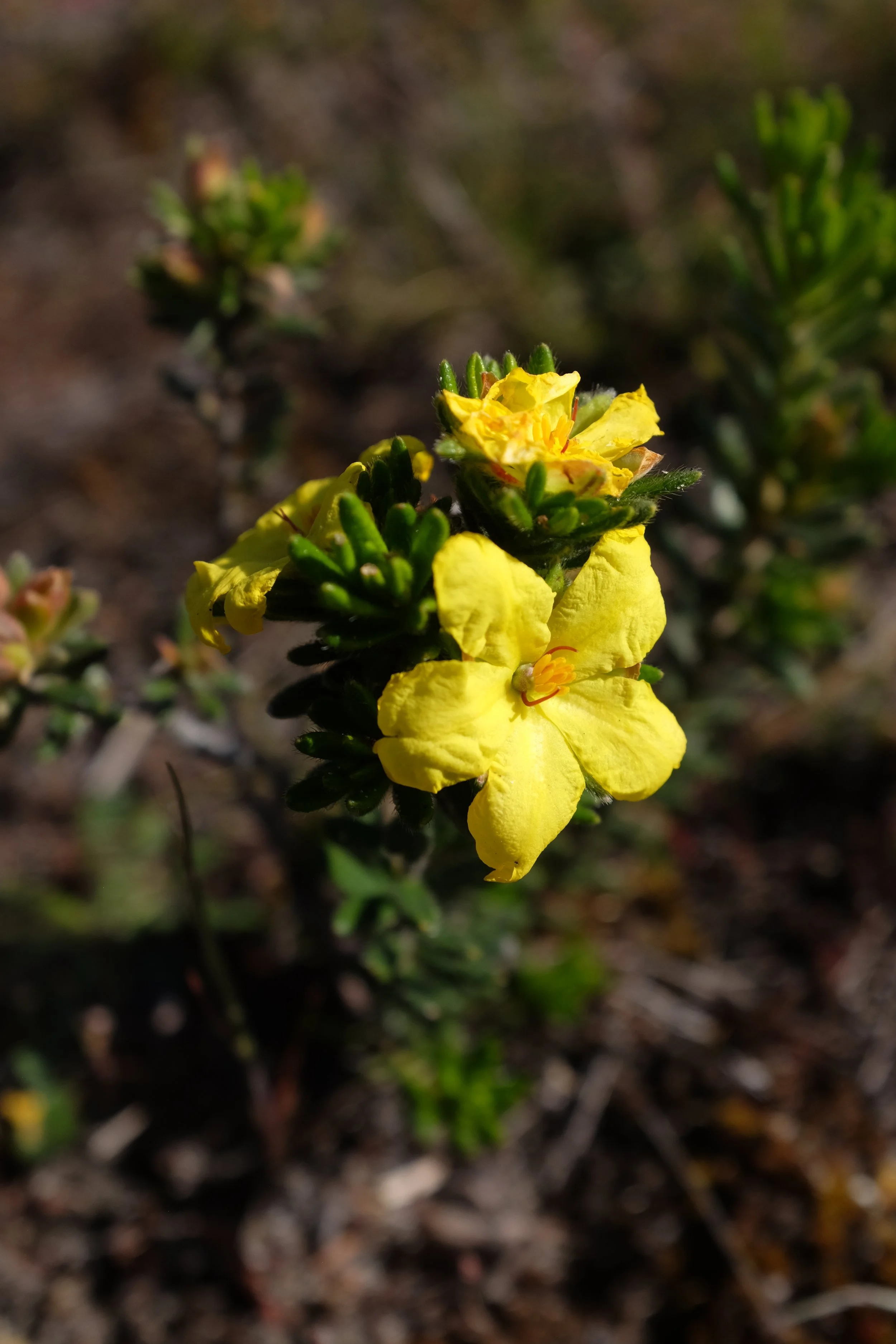 DSCF2732.JPG