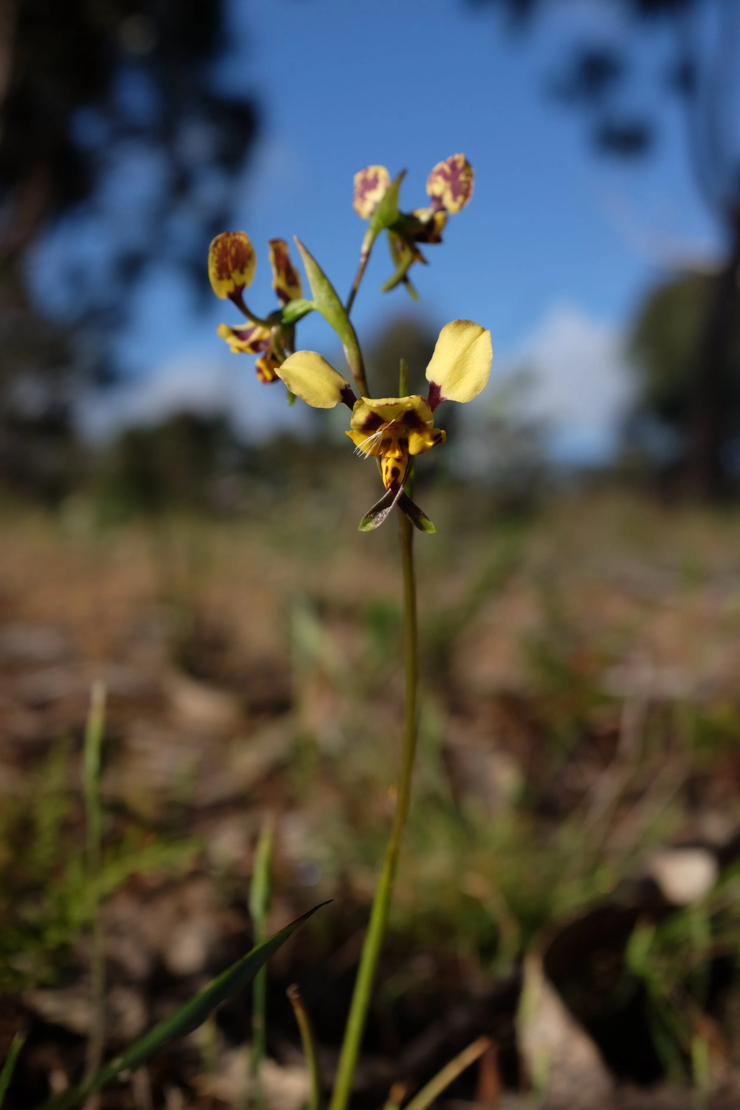 DSCF2701.JPG