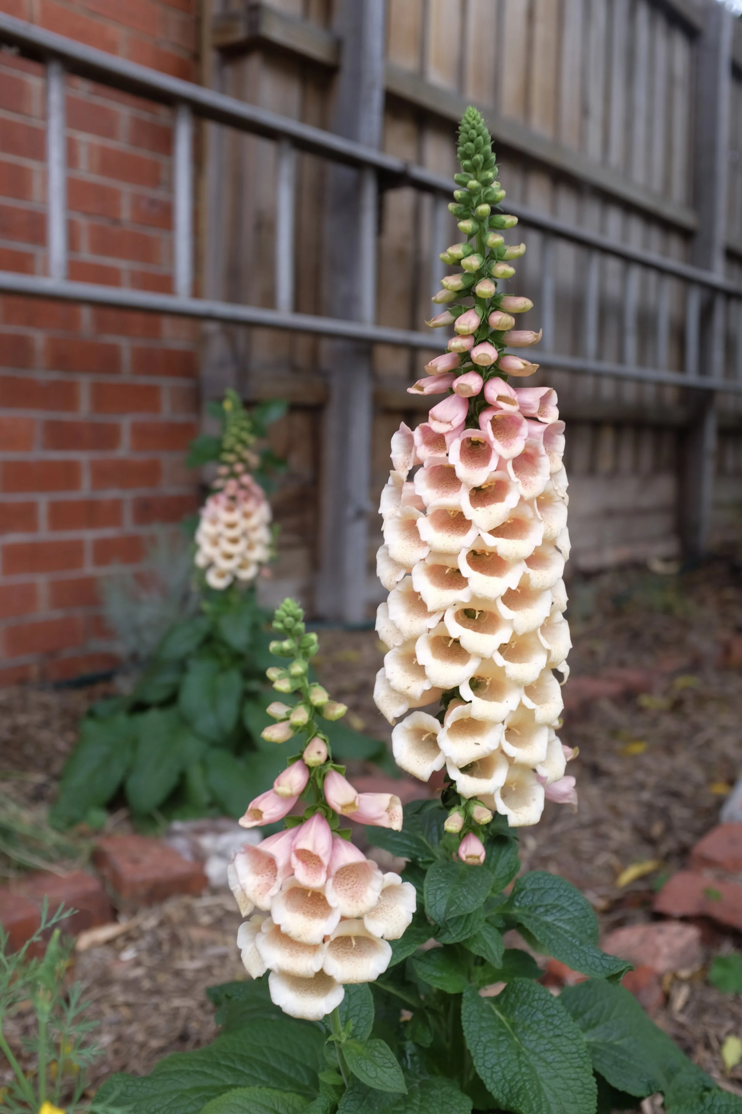 DSCF2935.JPG
