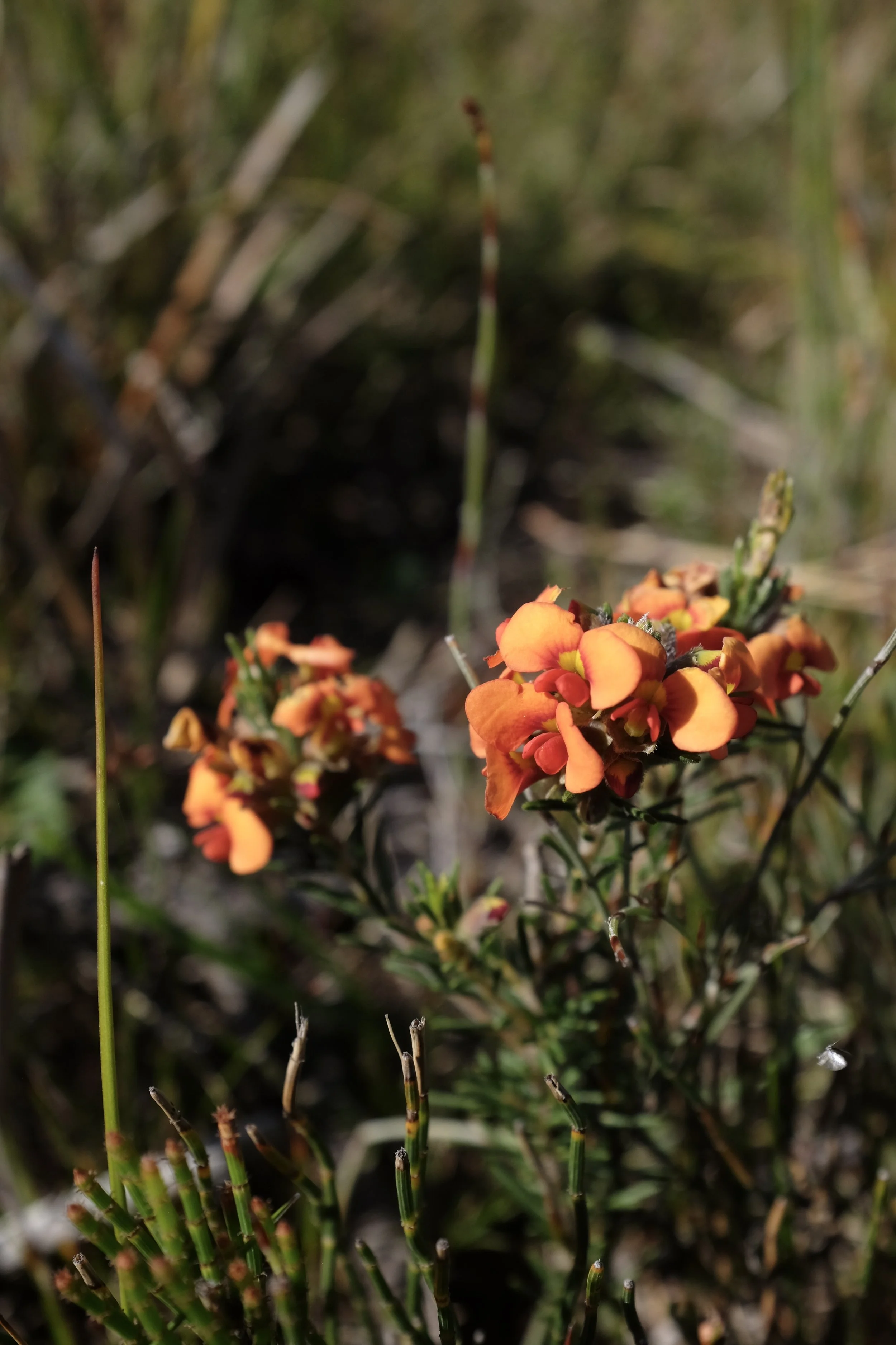 DSCF2734.JPG