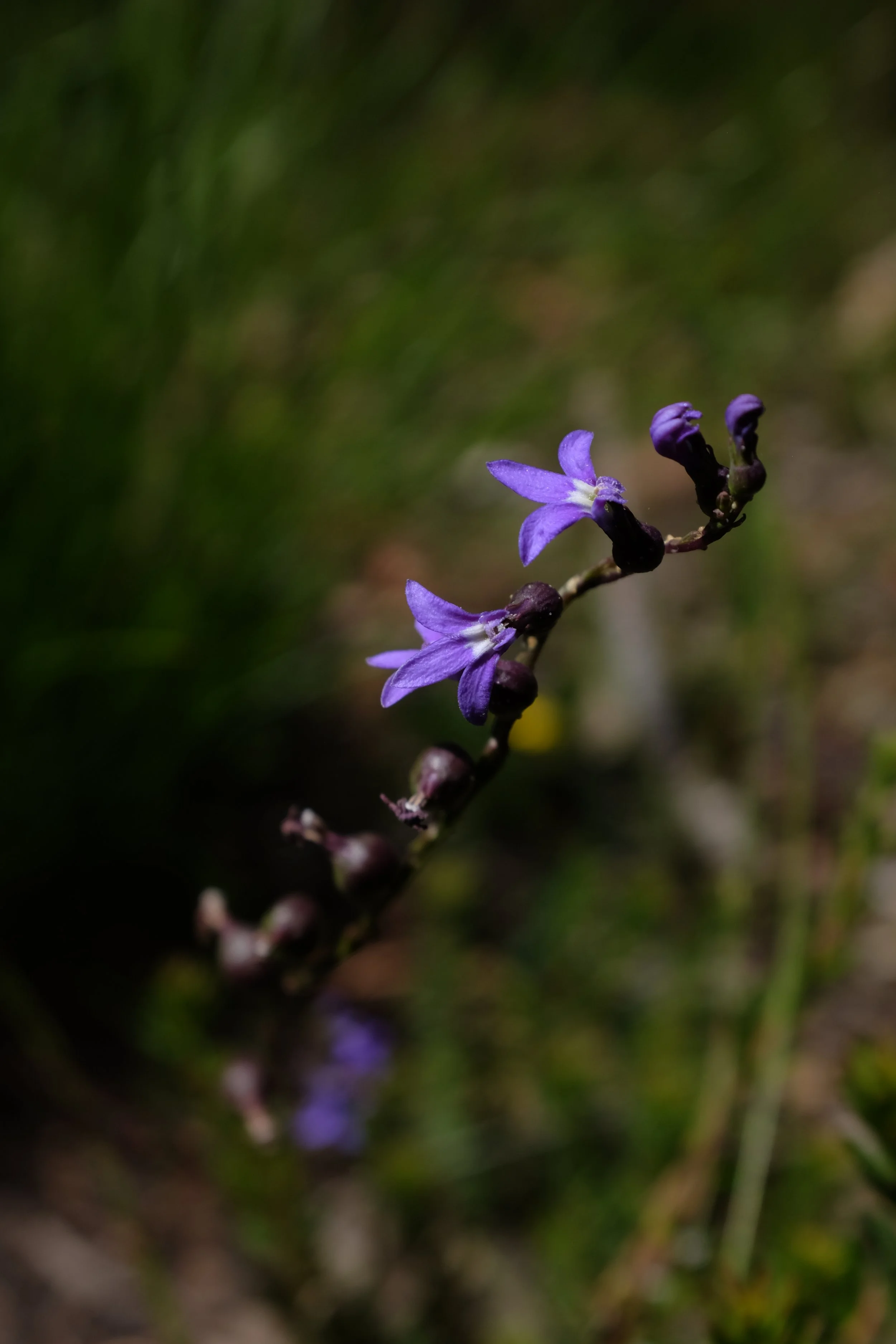 A3FADADC-5D30-400D-AFA7-C30E2913D56B-1837-0000007F2FA513D1.jpg