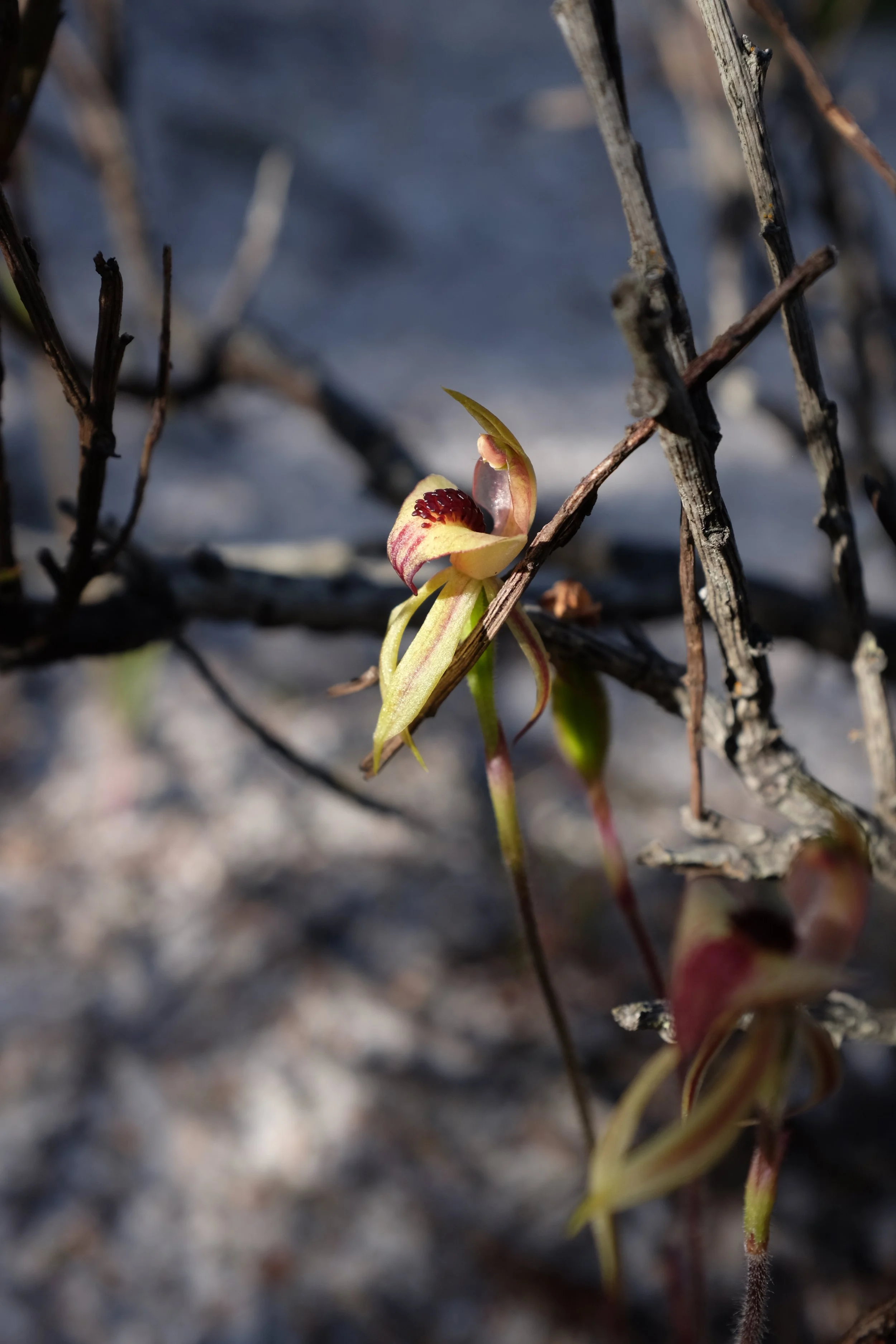 DSCF2812.JPG