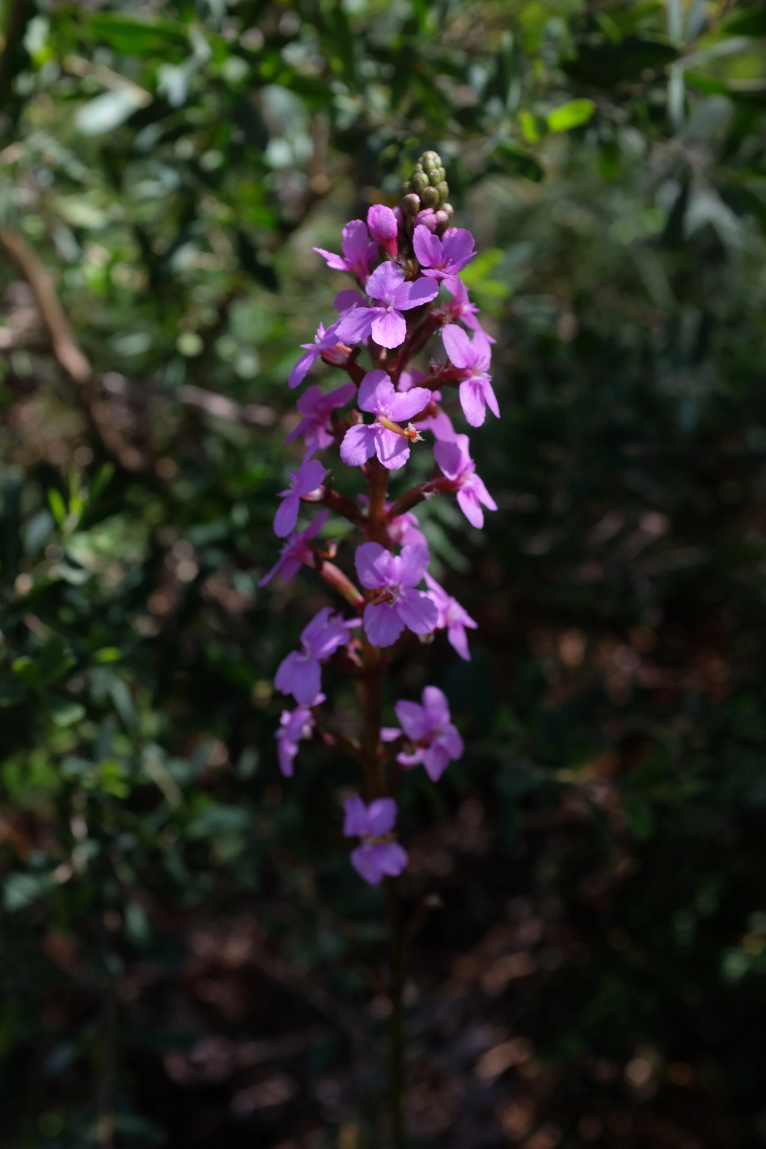 DSCF2751.JPG