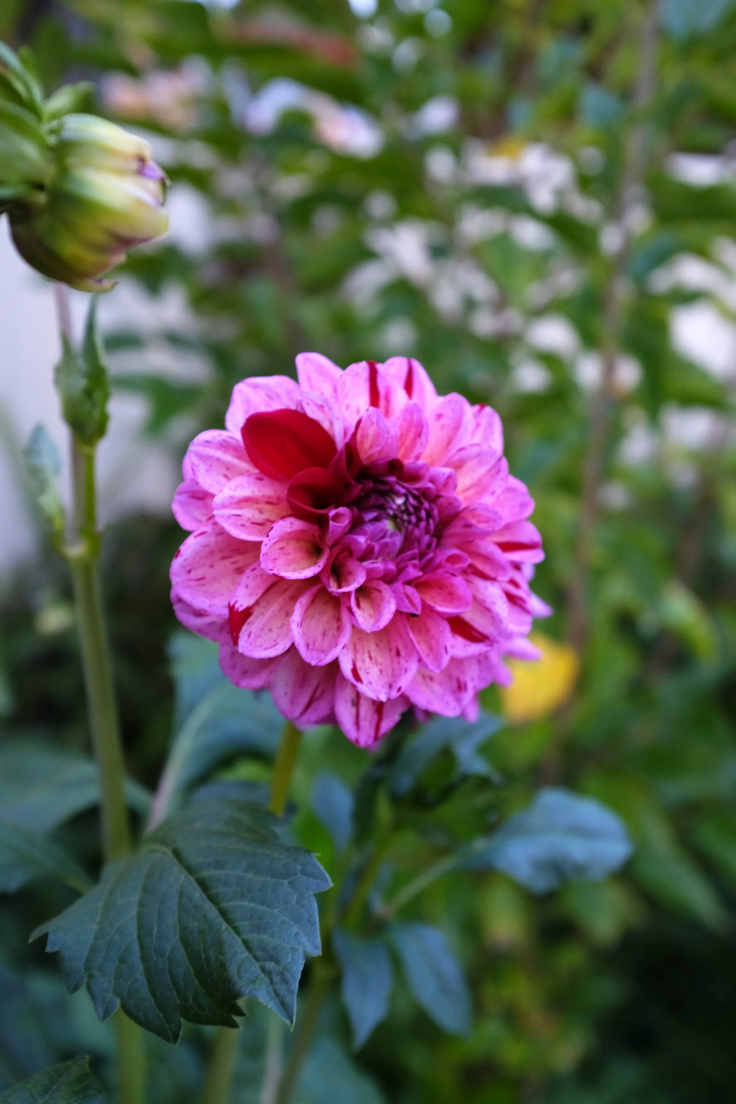 DSCF1957.JPG
