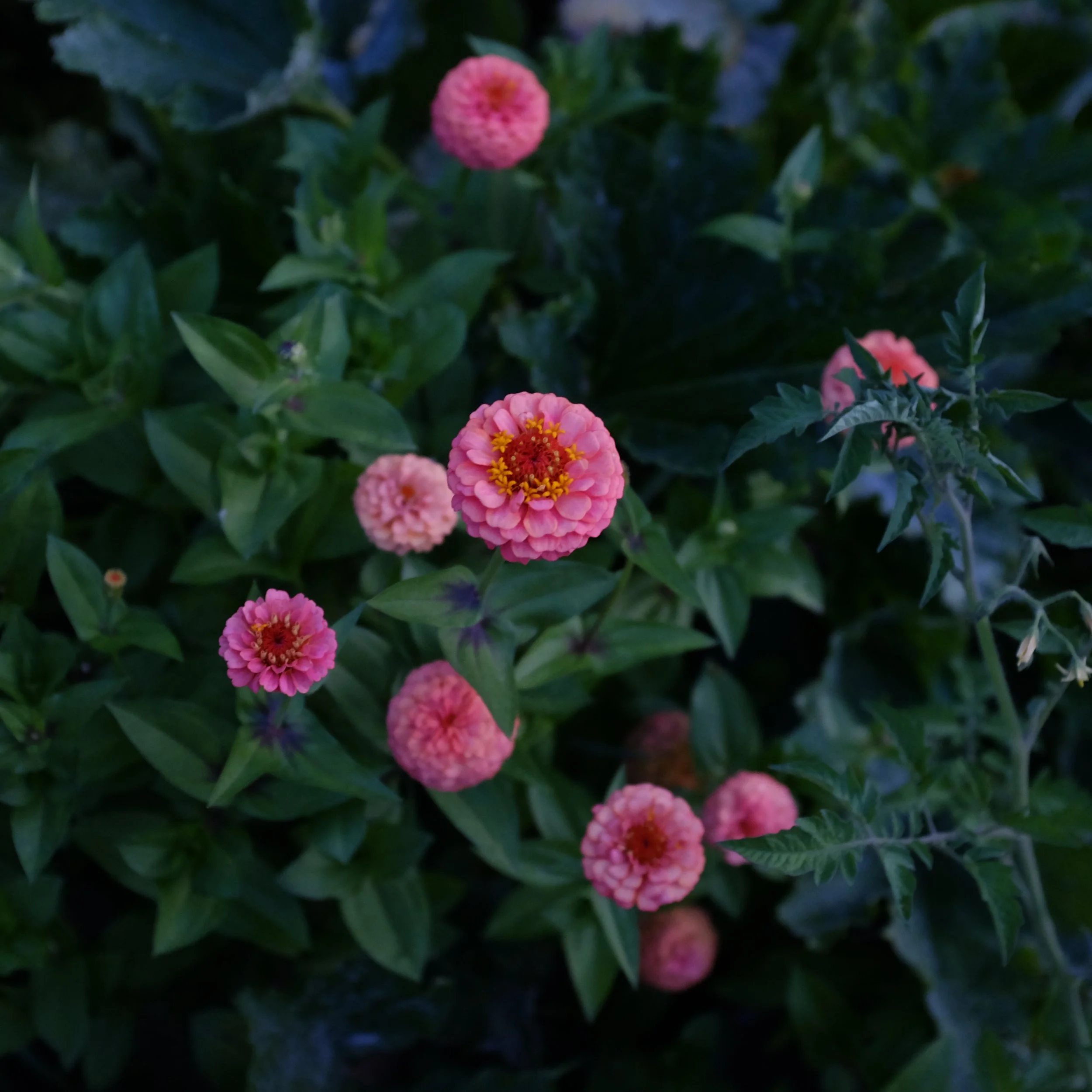 A3E6A8DB-8BC5-4A1B-91B2-65CF9F8BF7D4-47886-000012D943343EF9.jpeg