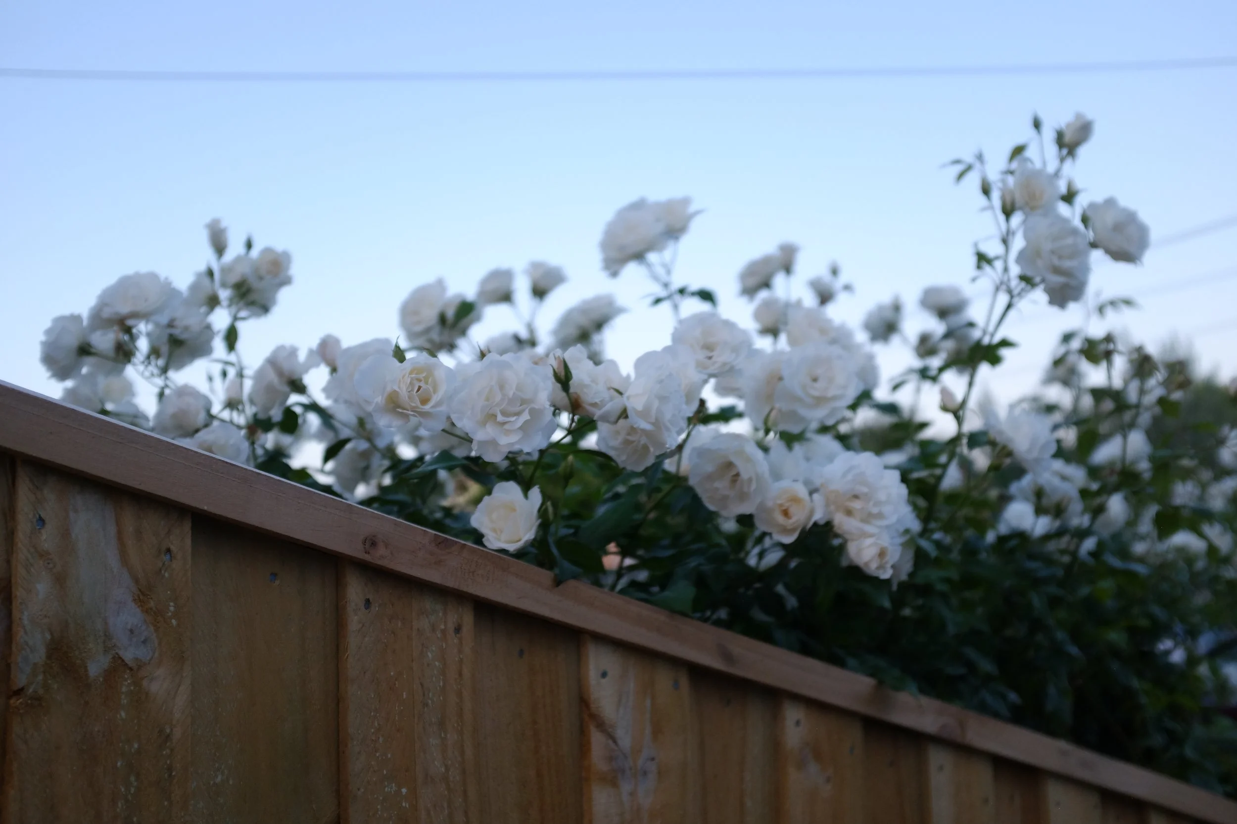 66747F67-B90D-4FCF-B55C-A19B9BC4D5BD-47886-000012D95BEA1D54.jpeg