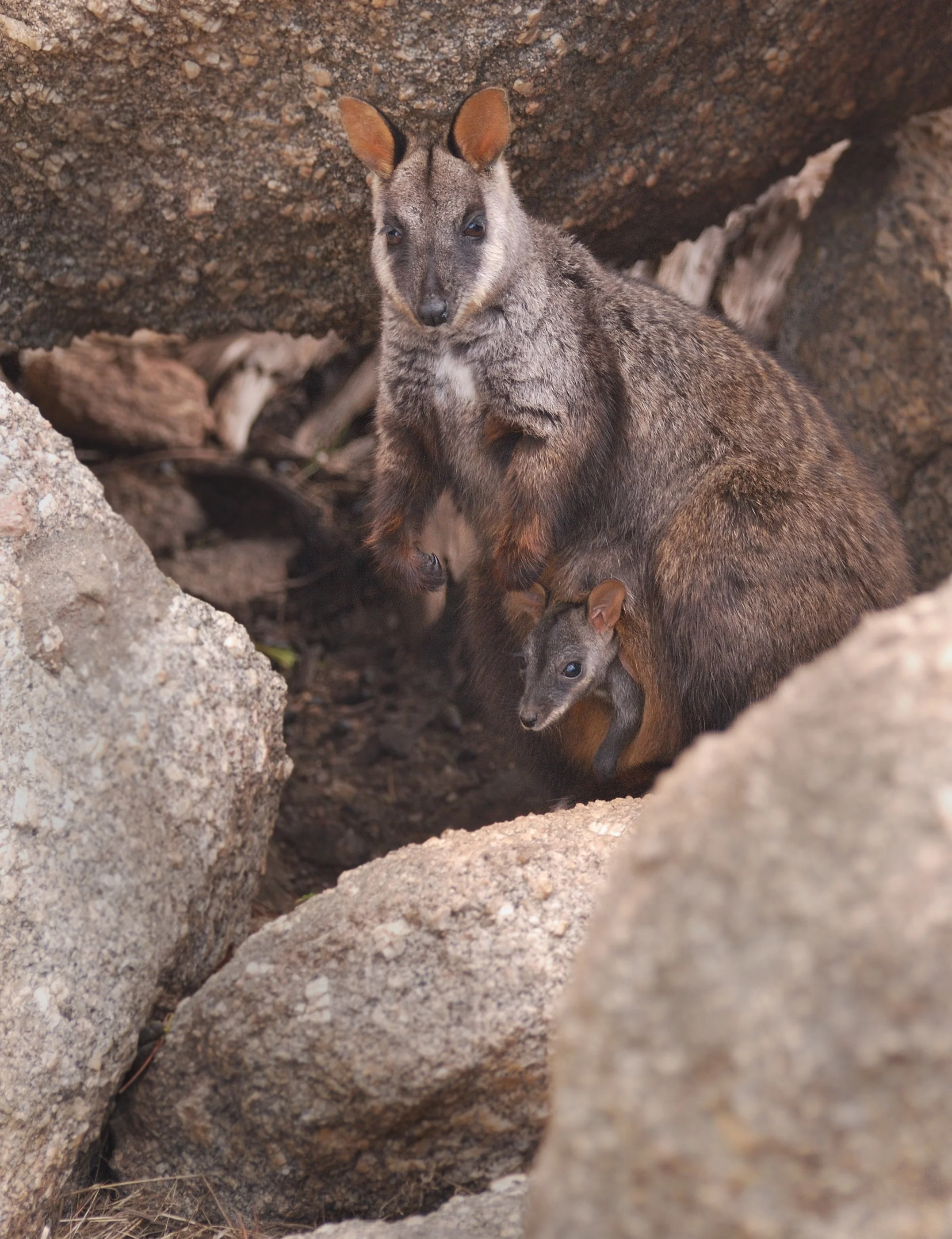 dsc_6203.jpg