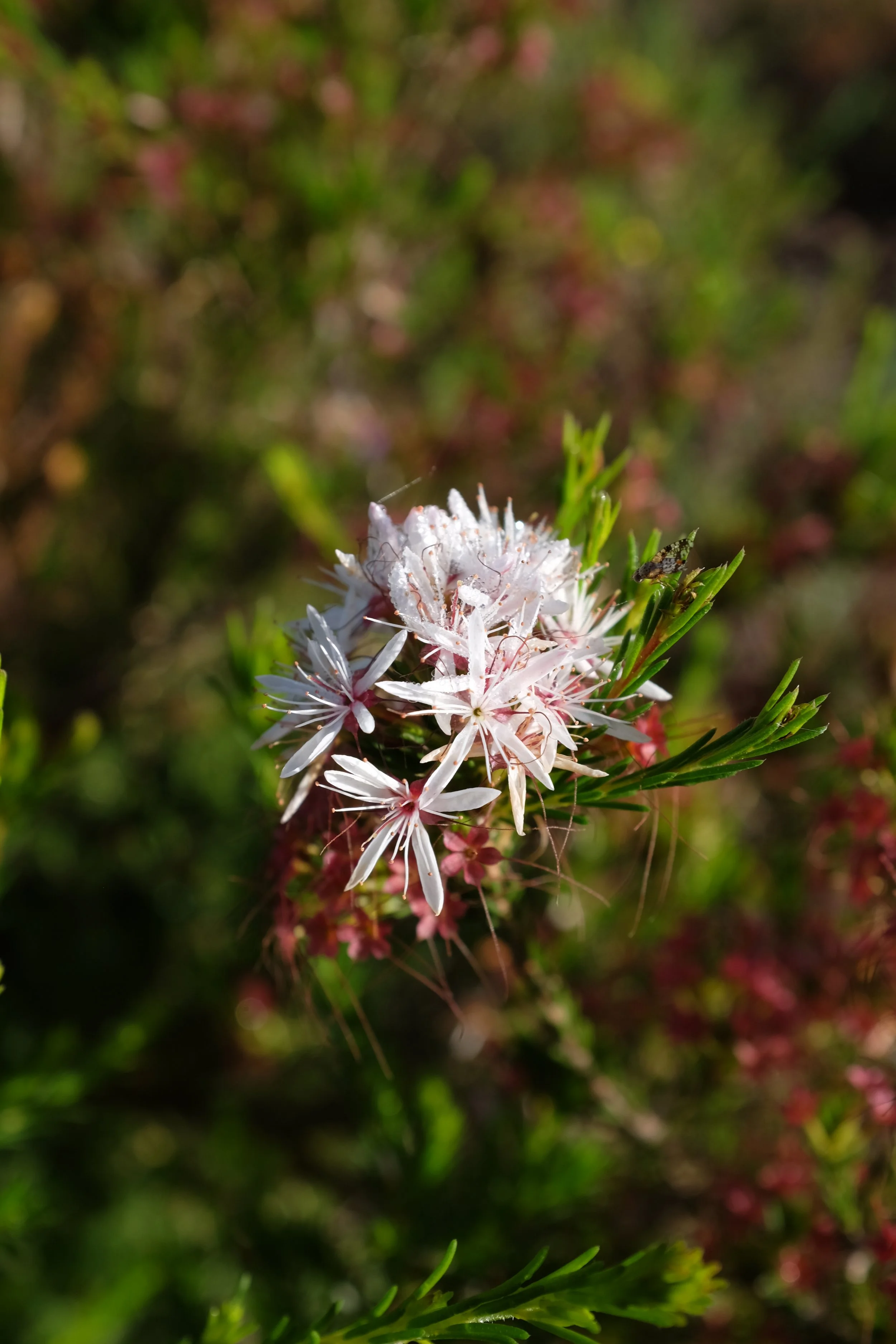 DSCF2690.JPG