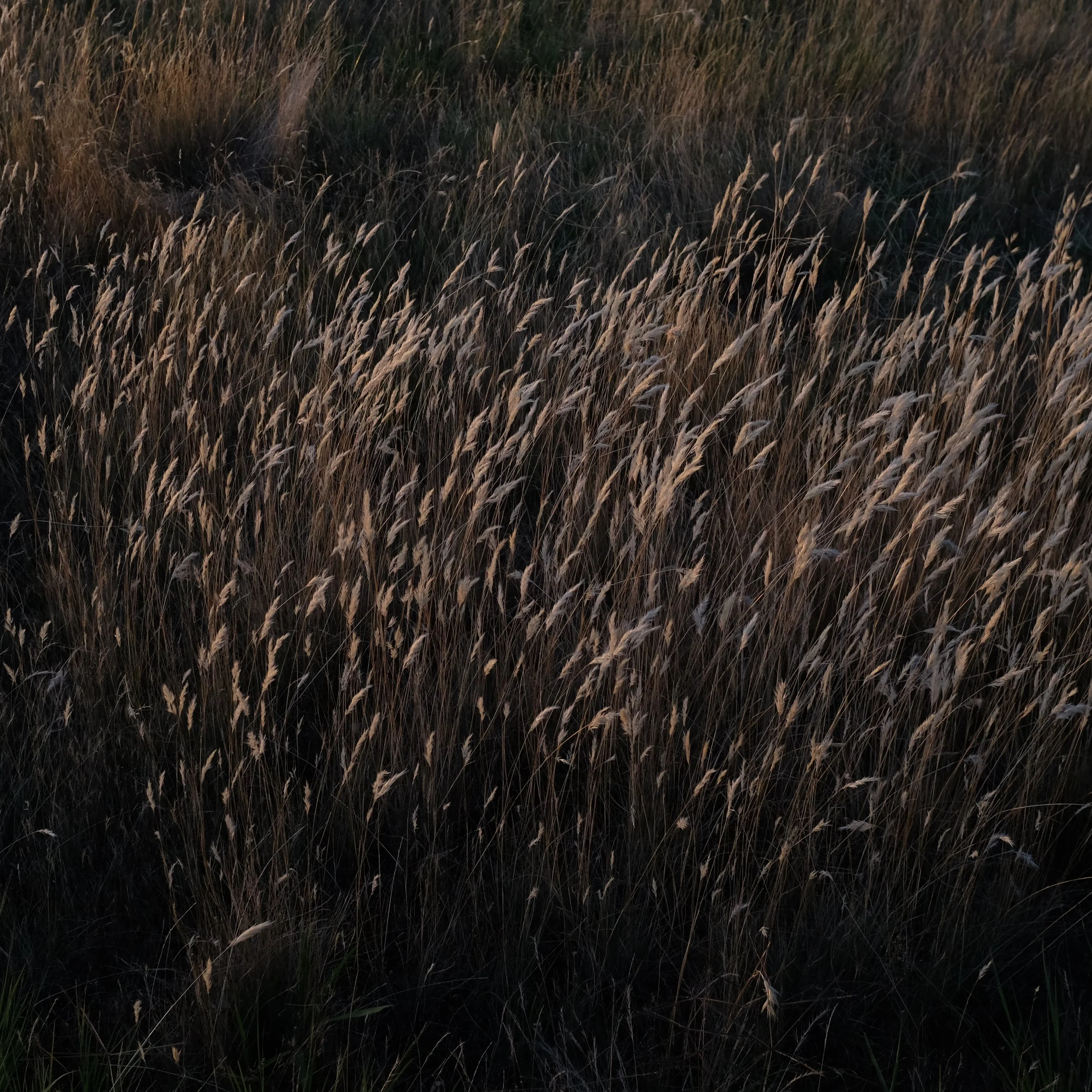 E2A479DC-1FC4-4F8B-9475-C23243C418D5-11288-00000F3867D95424.jpeg