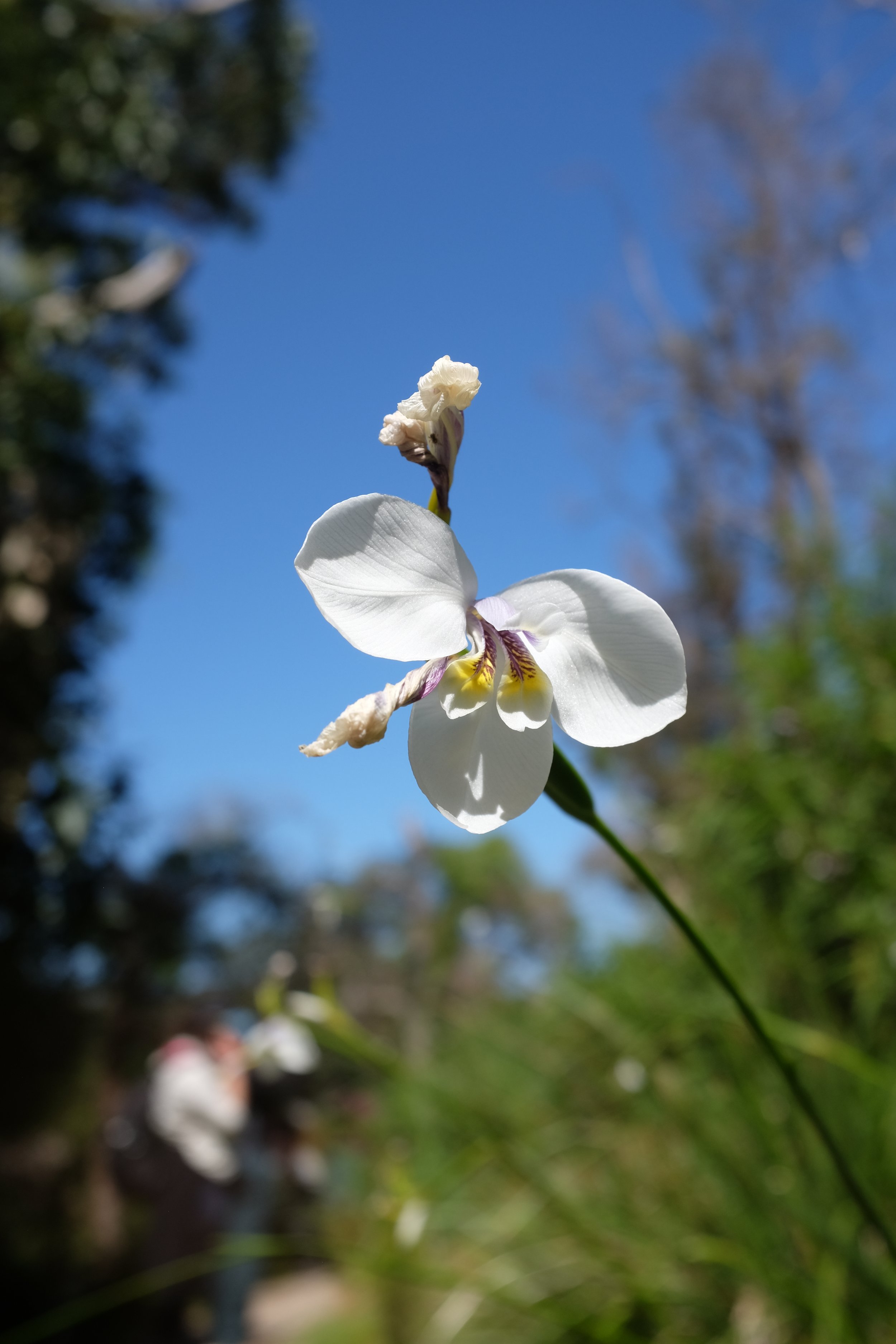 DSCF2754.JPG