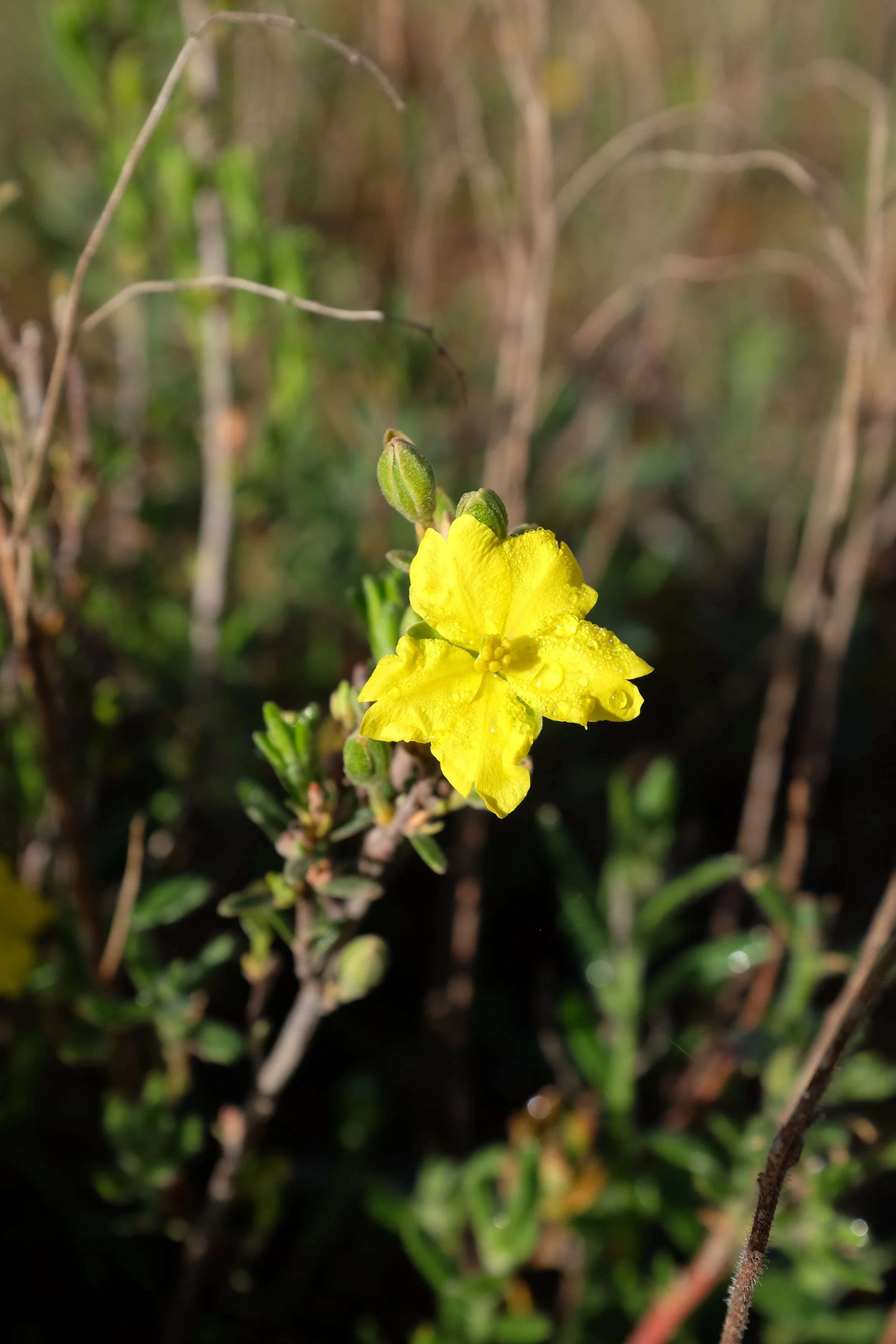 DSCF2688.JPG