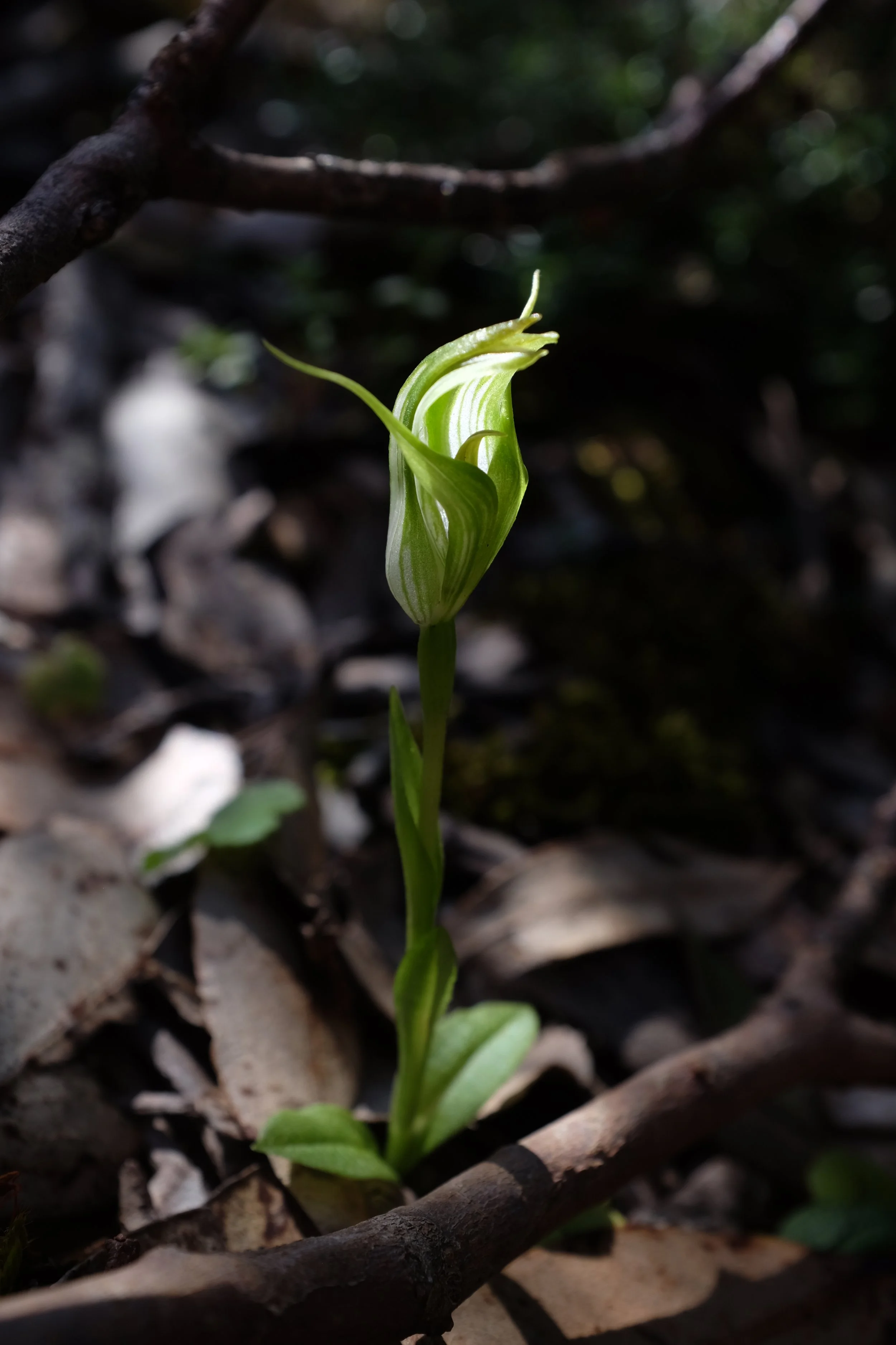 DSCF2771.JPG