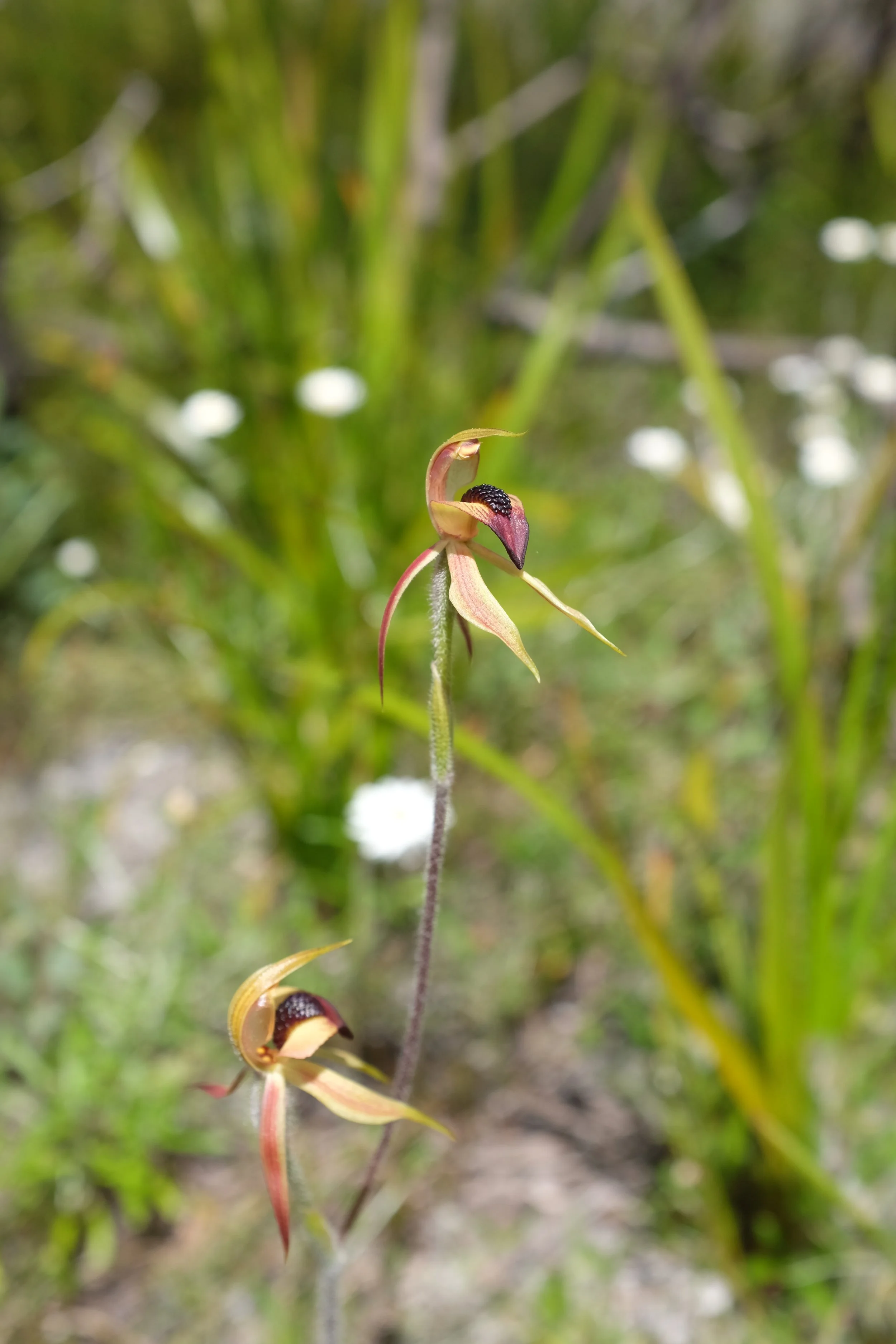 DSCF2745.JPG