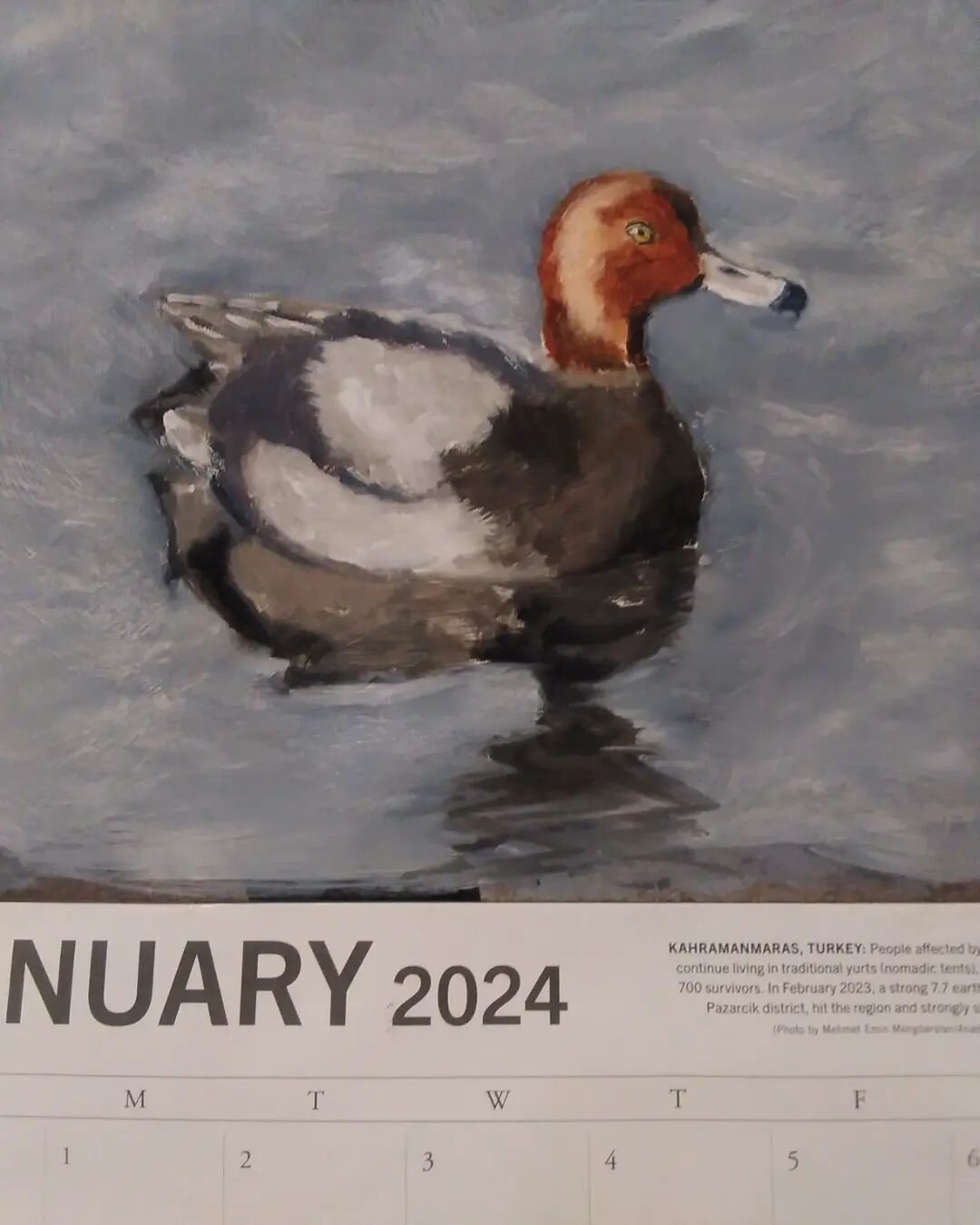 I decided to paint over my calendar, because it doesn't have pictures of birds on it. 
We saw this Redhead drake almost exactly last year, at the Pool in Central Park. A very unusual visitor to this part of the city :)