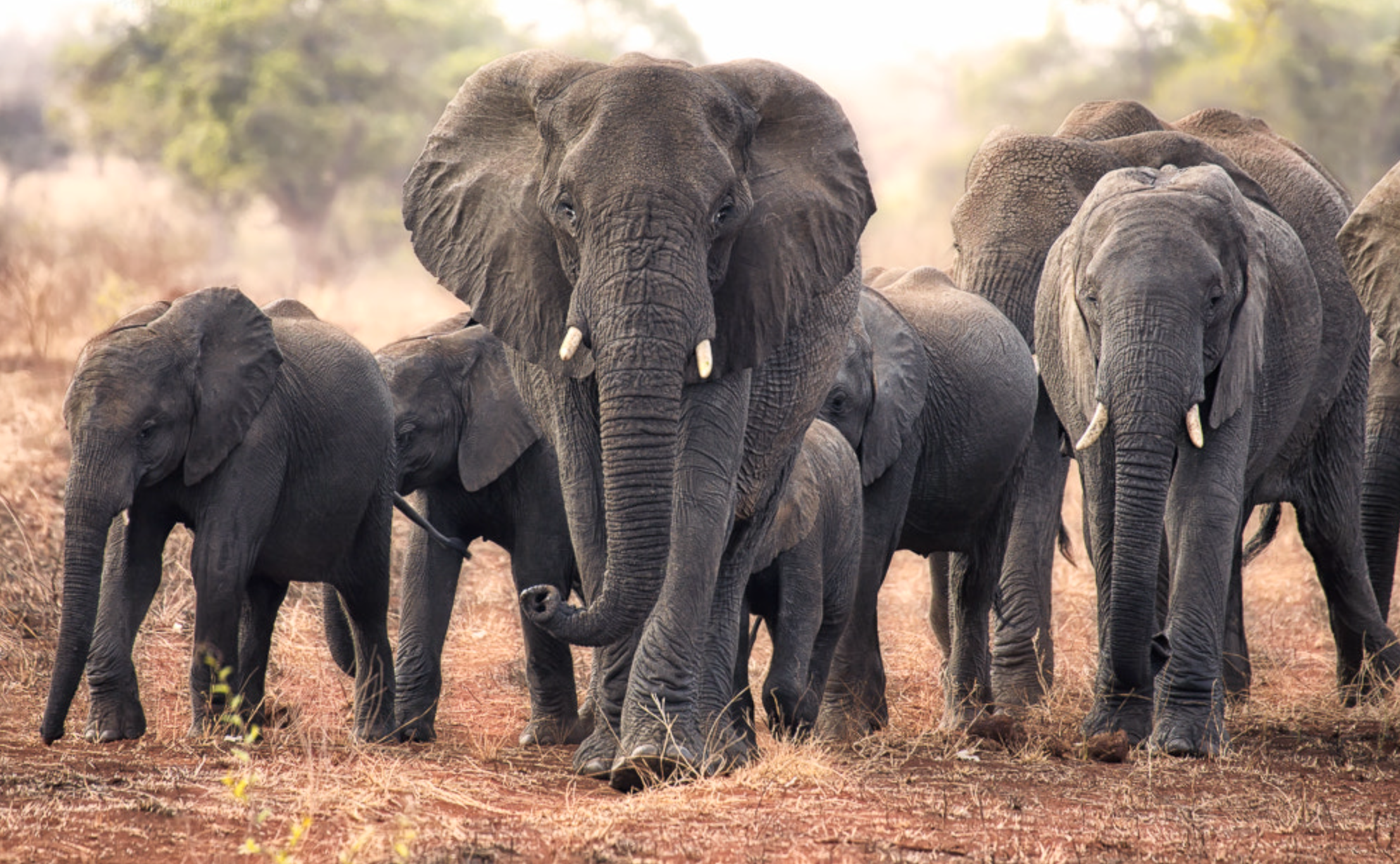 Kenya 