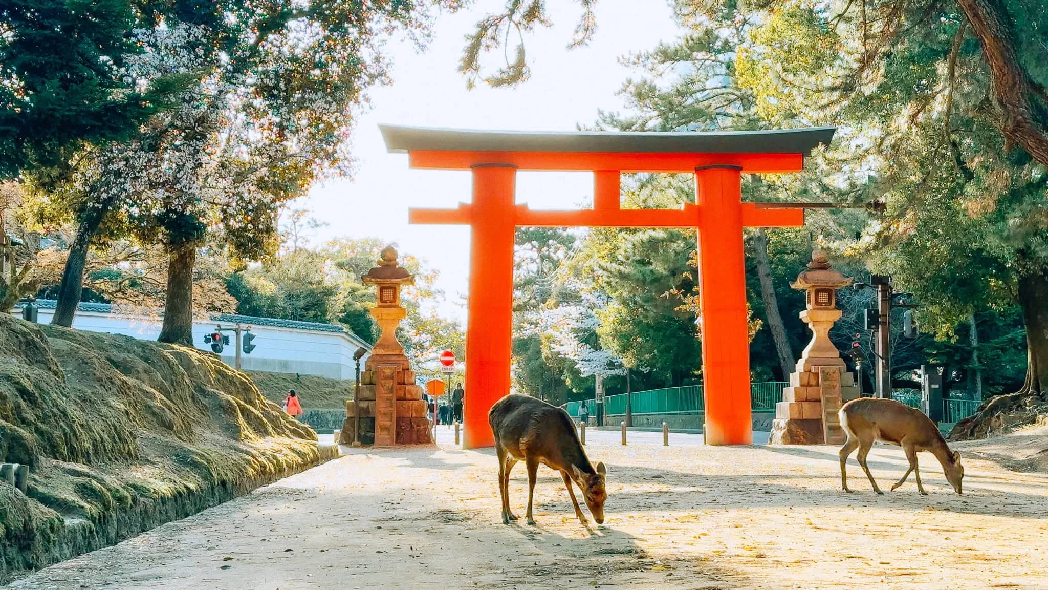 nara 3.jpg