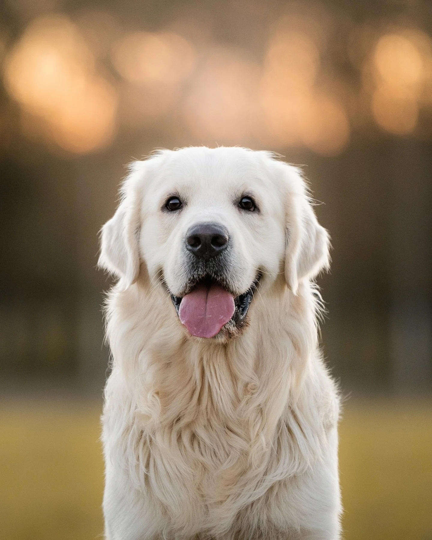 &iquest;Qui&eacute;n echaba de menos ver a Bruno por aqu&iacute;? 🙋&zwj;♀️🐾

Bruno y sus humanos son uno de esos ejemplos preciosos de amistades que nacen gracias a una sesi&oacute;n. Desde entonces nos hemos visto varias veces&hellip; &iexcl;y Bru