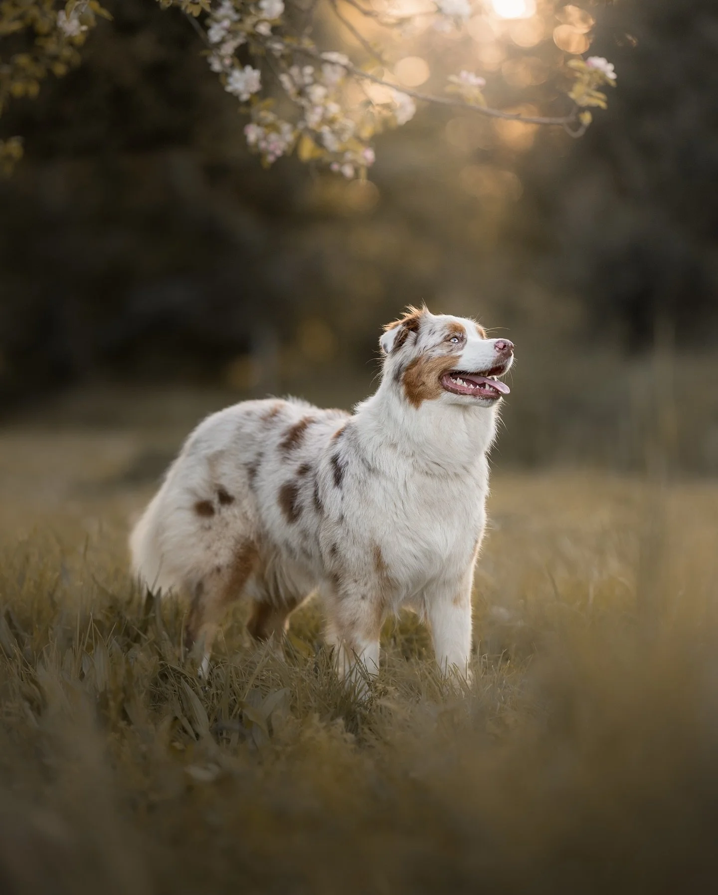 ✨Hay fotos que simplemente&hellip; ocurren. Sin planear, sin buscar demasiado, casi como si la magia se hubiera colado en la c&aacute;mara.

Eso pas&oacute; con esta imagen de Arwen. Un estilo un poco distinto a lo que solemos compartir, pero que ter
