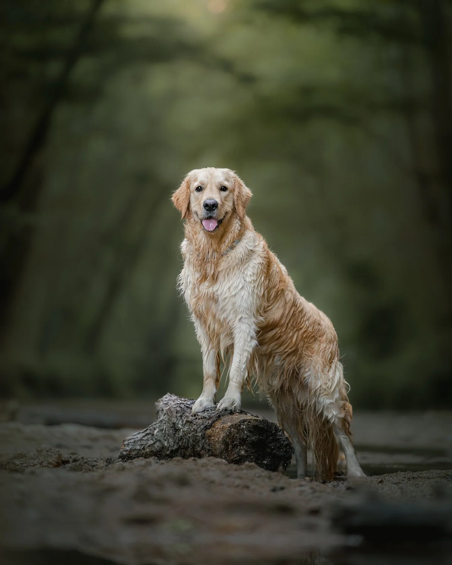 La vida va tan deprisa que, sin darnos cuenta, cada vez cuesta m&aacute;s encontrar ese ratito para lo que de verdad nos hace felices.

Para nosotros, uno de esos peque&ntilde;os grandes placeres es fotografiar a @elgoldenlucky . Sacarle fotos durant