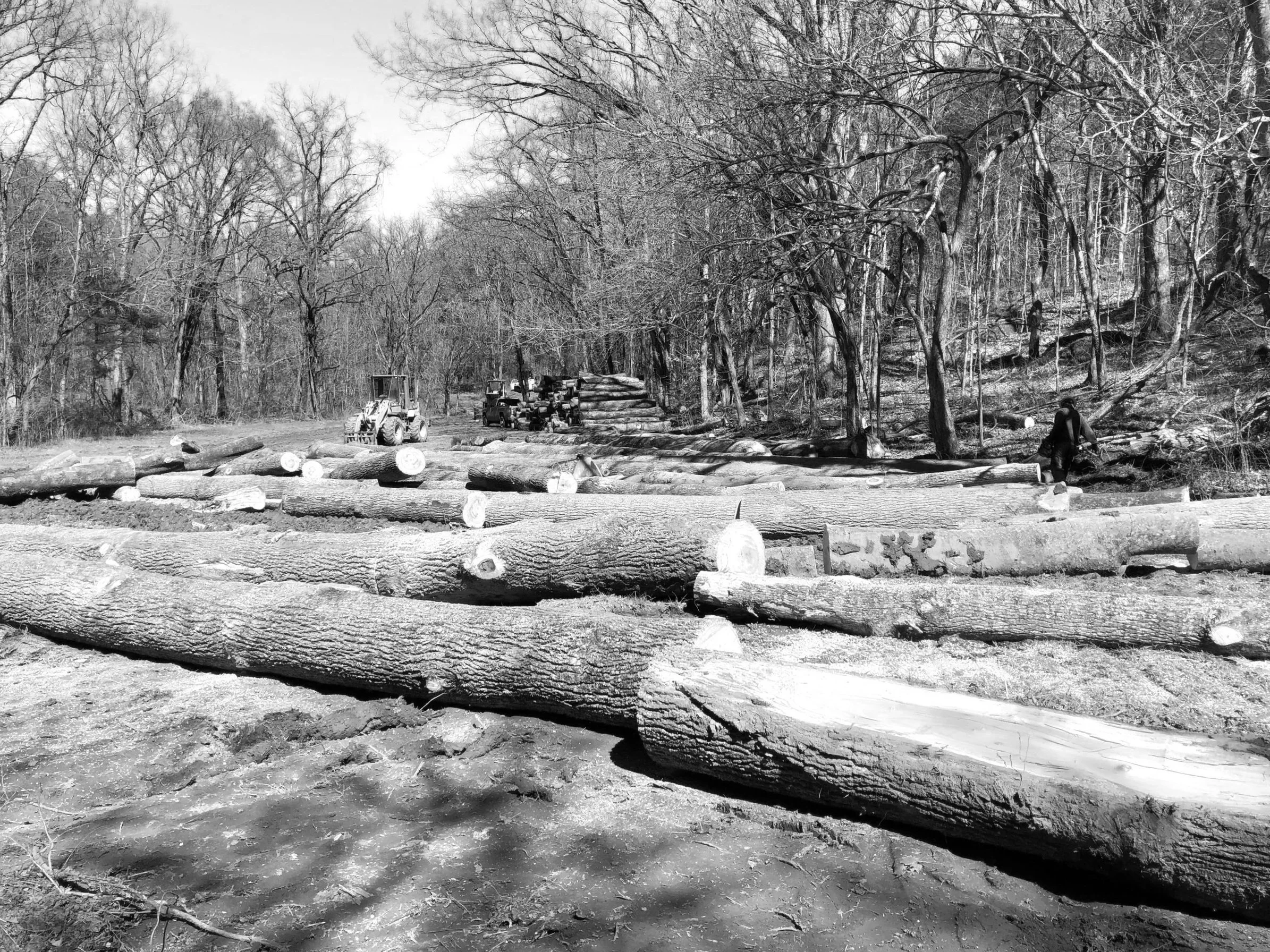 Logs being cut and moved by machinery in a wooded area with leafless trees, with a person moving logs in the background.