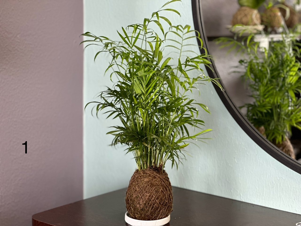 Belle isle palm