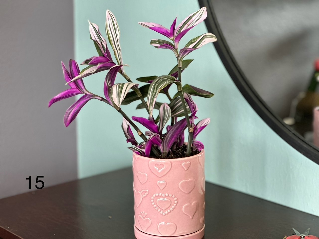 Tradescantia Nanouk With Ceramic Planter
