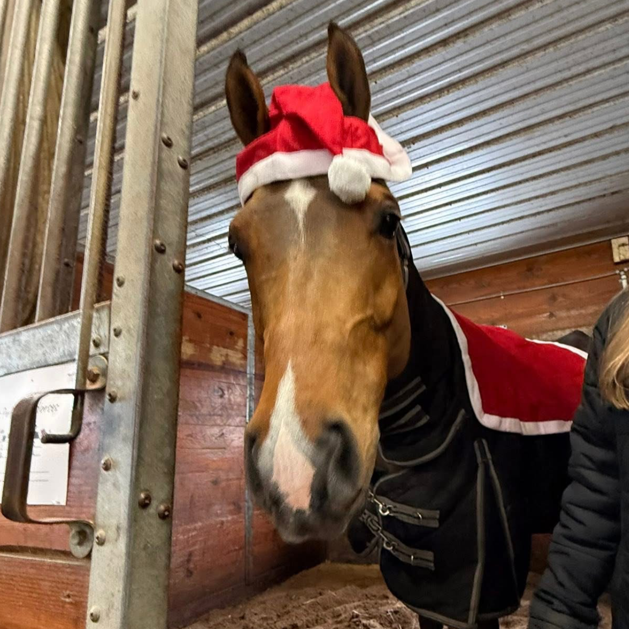 Horse with diamond star in Santa hat