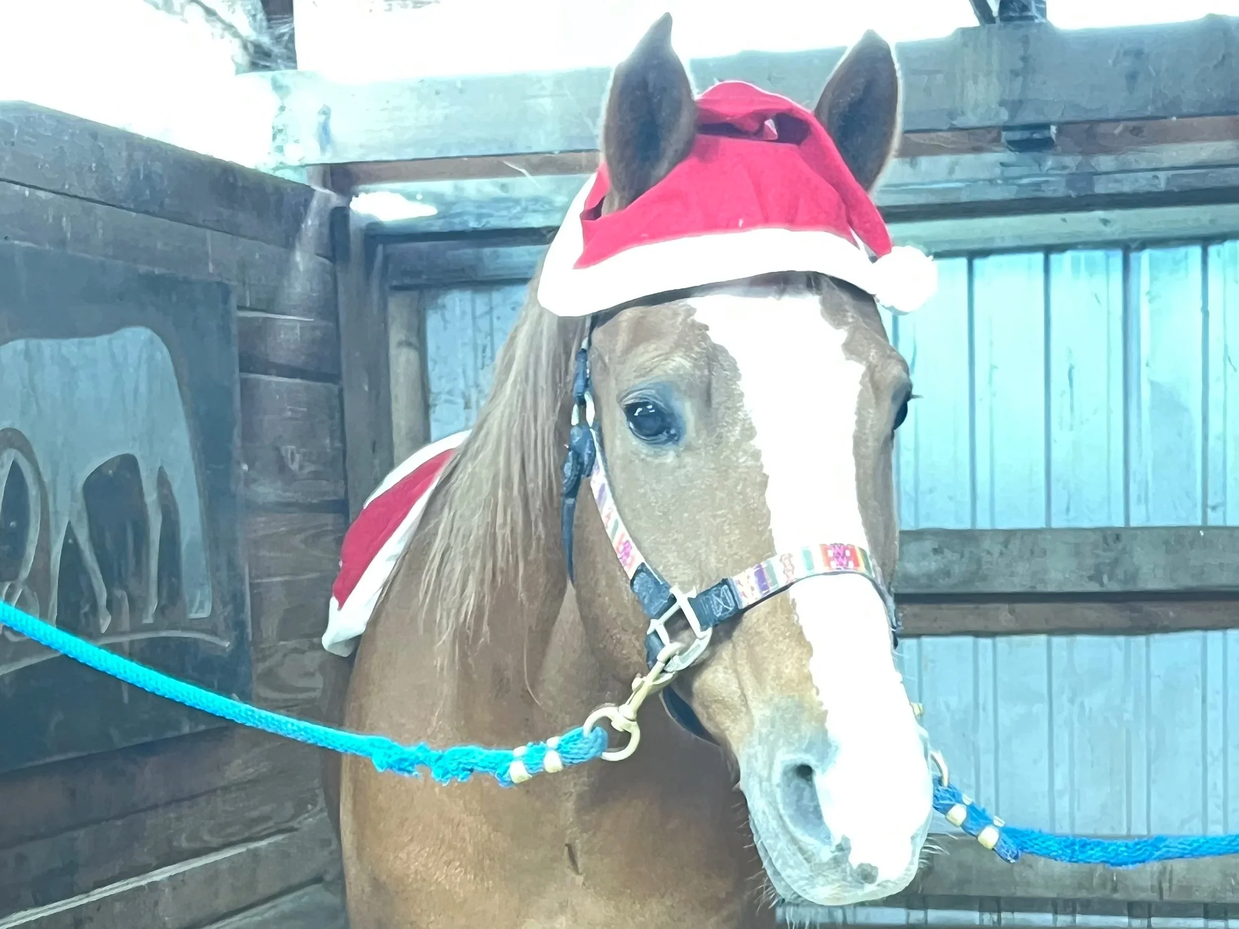 Chestnut horse with blaze in Santa Suit