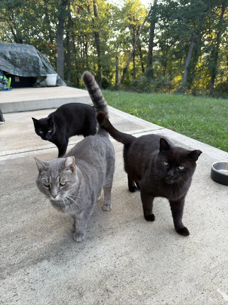 Barn Cats - Tio, Barton, Big Gray
