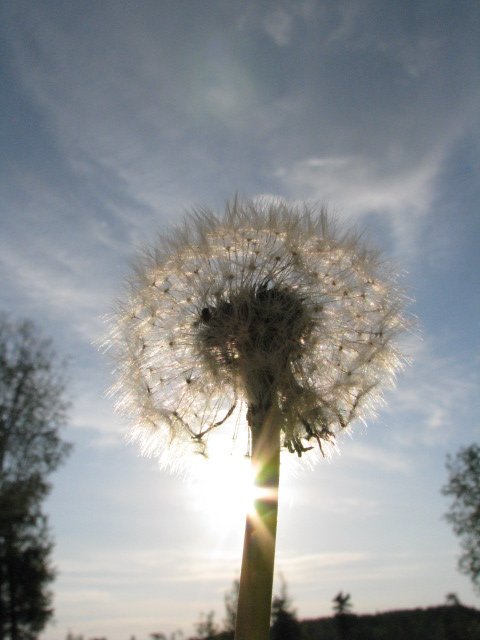 There’s More Than One Elephant