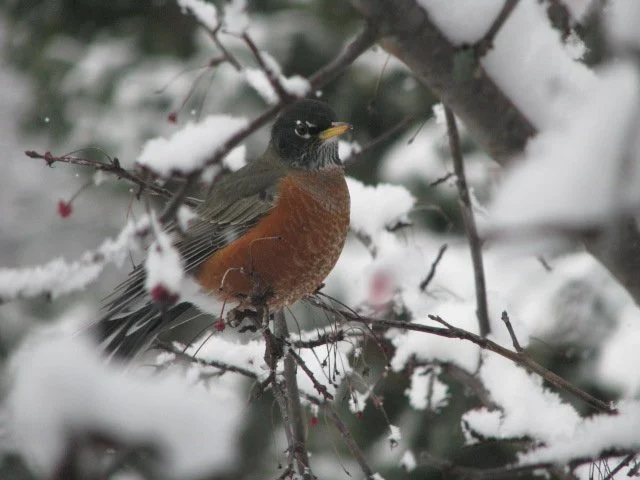 Birdsong