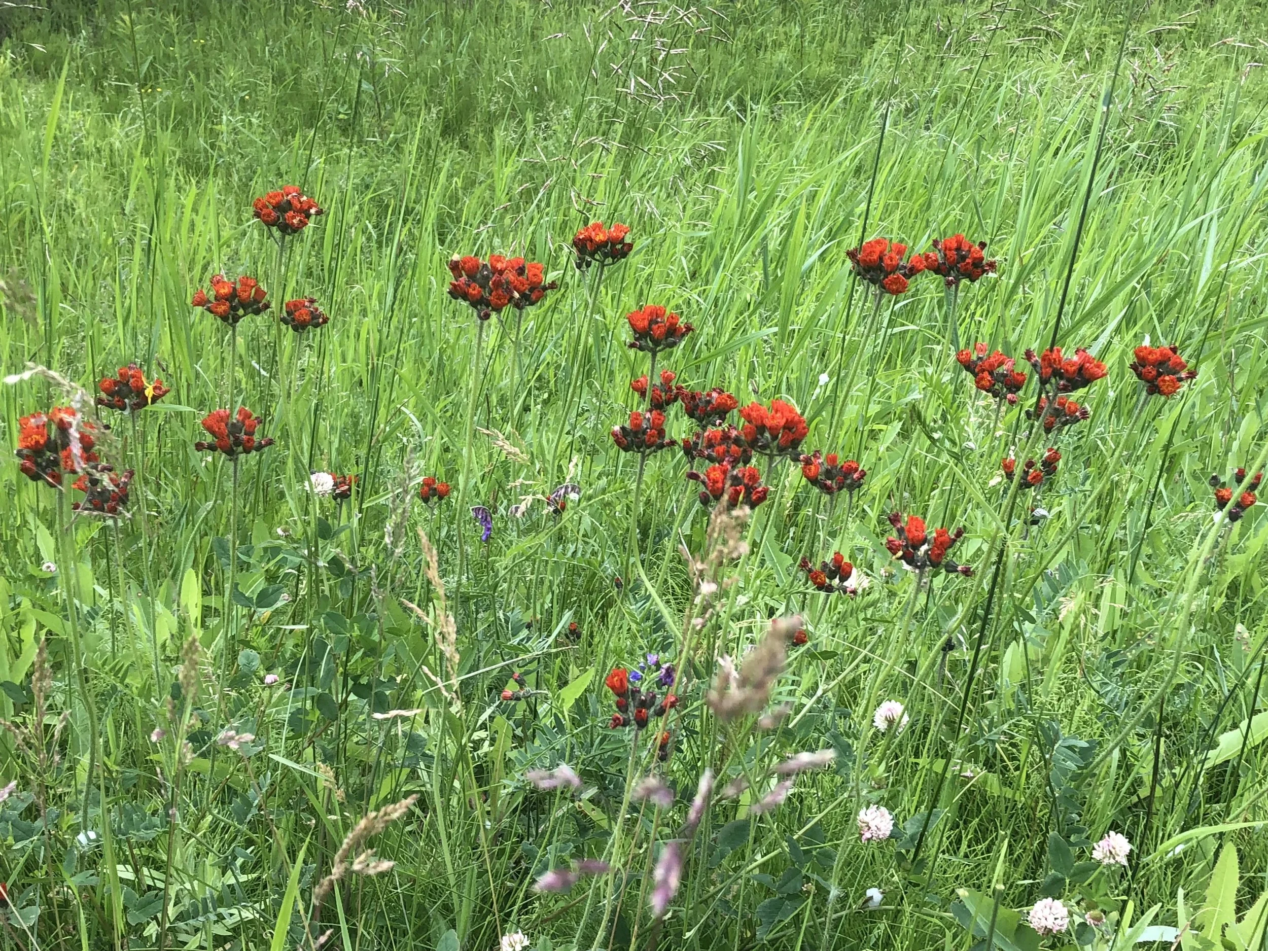 Field of tall green grass with clusters of small red flowers and some small white and purple flowers scattered among the grass.